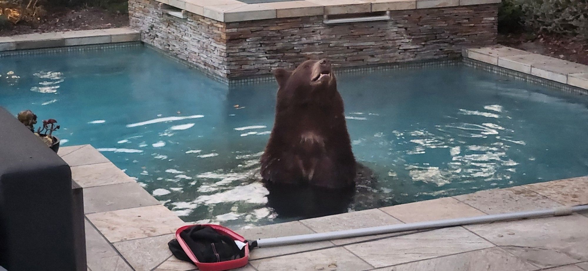 HFB in a pool with his nose in the air