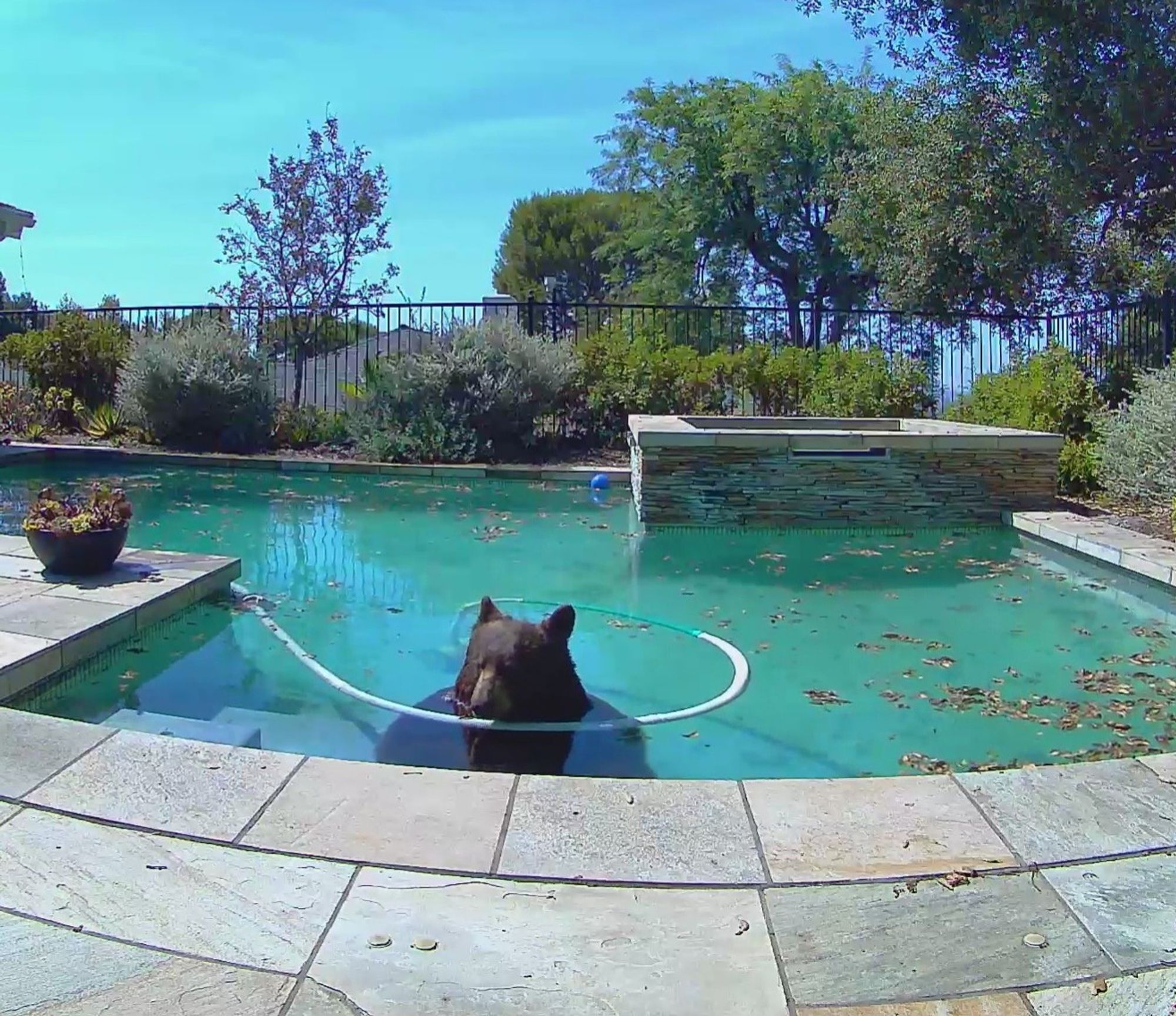 A black bear, colored brown, submerged in a pool, and chewing on a vacuum hose, the bastard.  Also a lot of leaves in the pool because it has been very windy.