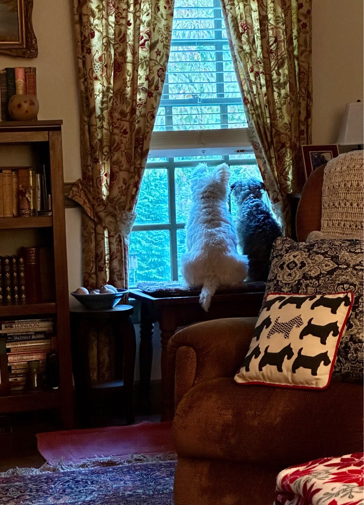 Two dogs sitting on a platform looking out a house’s window.