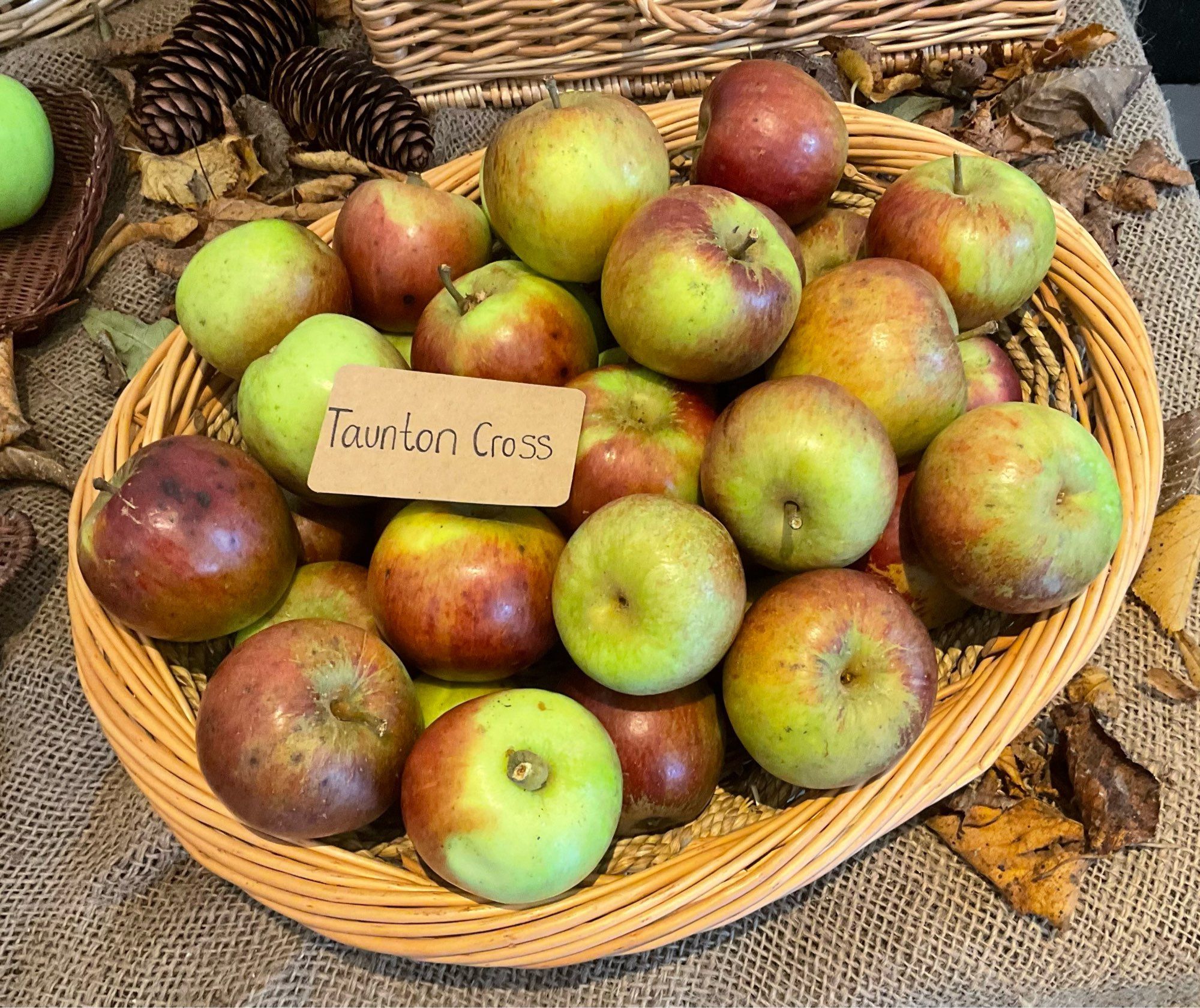 A basket full of “Taunton Cross” apples.