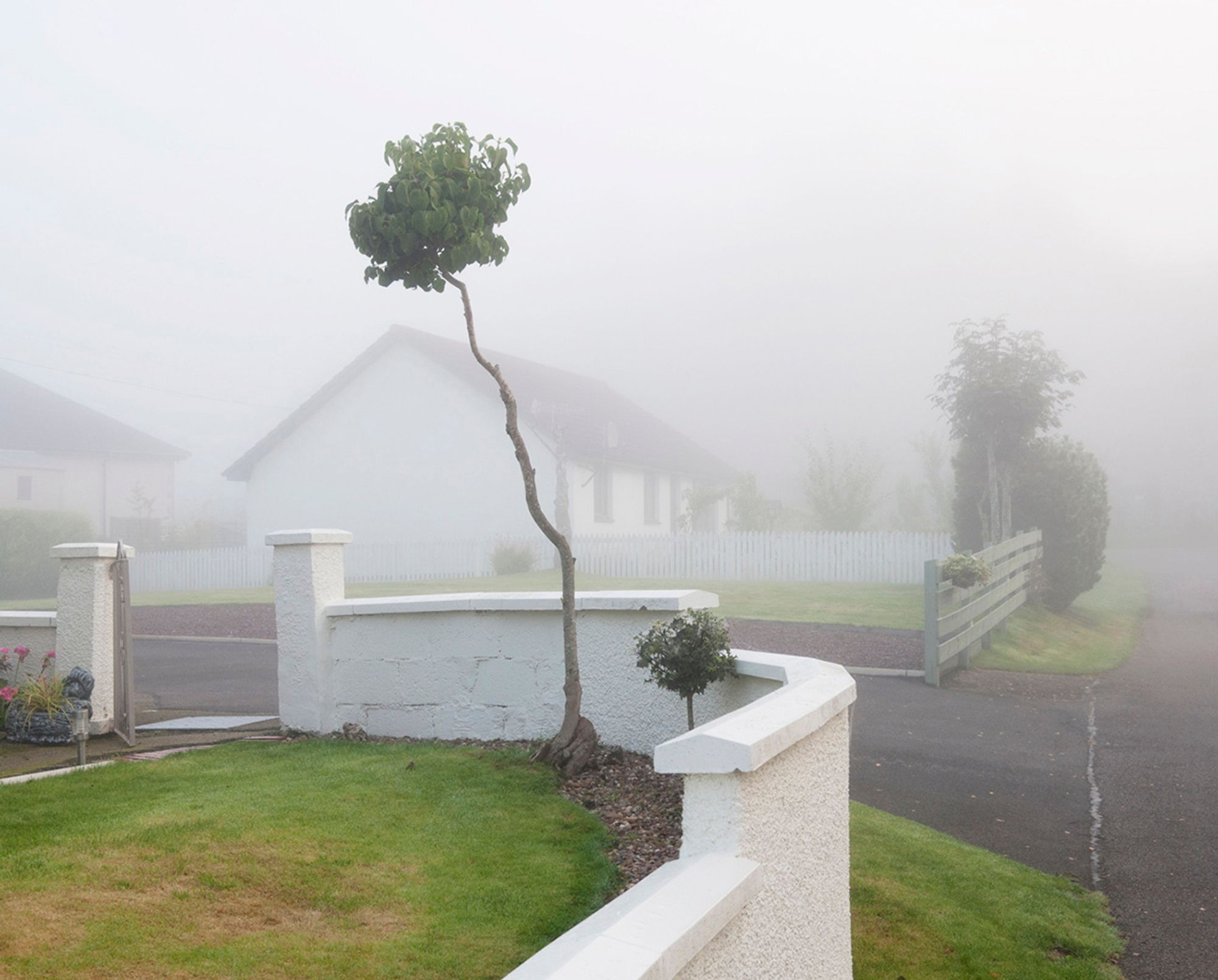 Colour horizontal photograph of a small tree with spindly 'trunk' growing in a garden with a white wall surrounding. The scene is shrouded in mist with another house visible in the background.