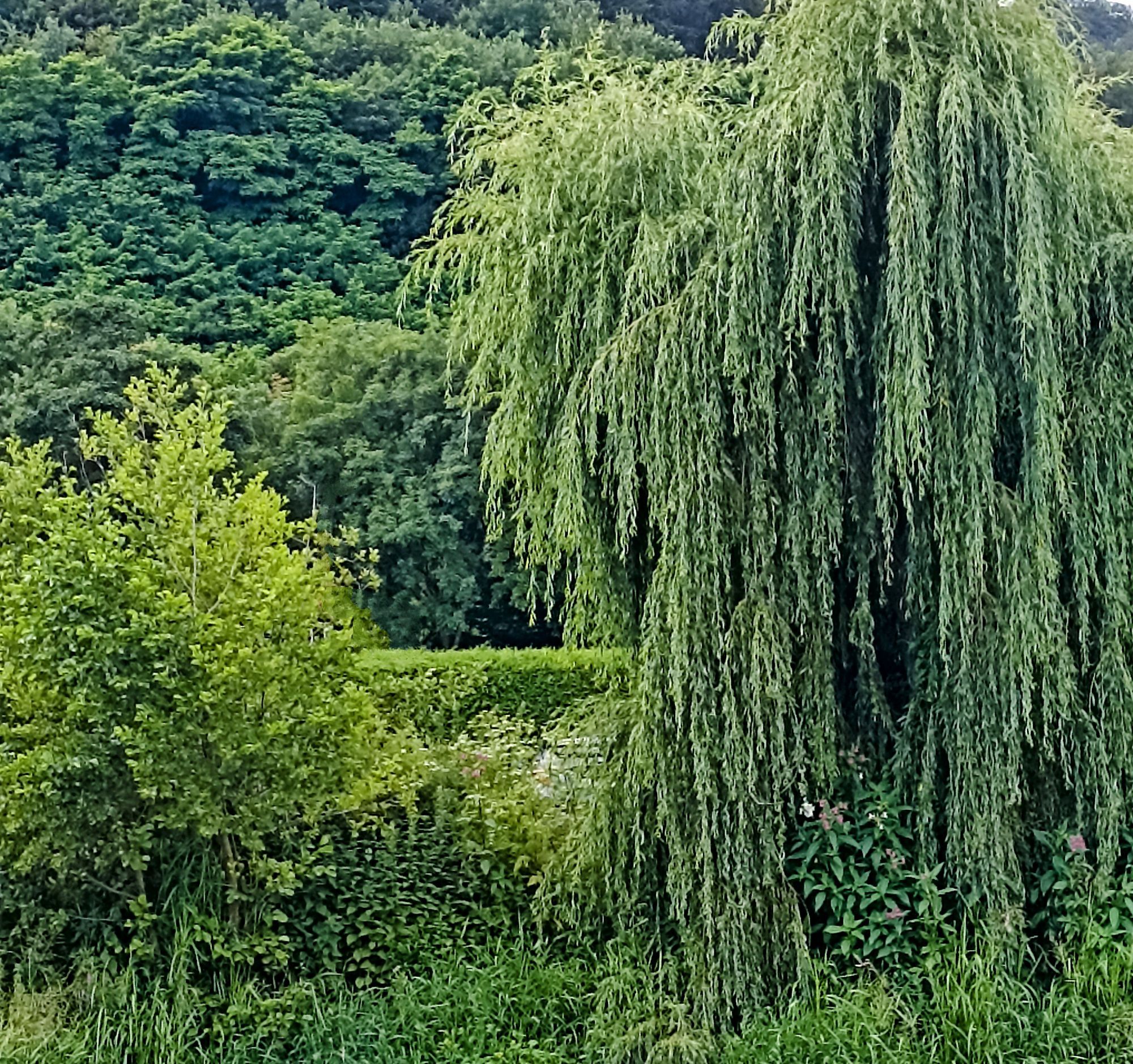 grüne Bäume, Büsche, Hecken