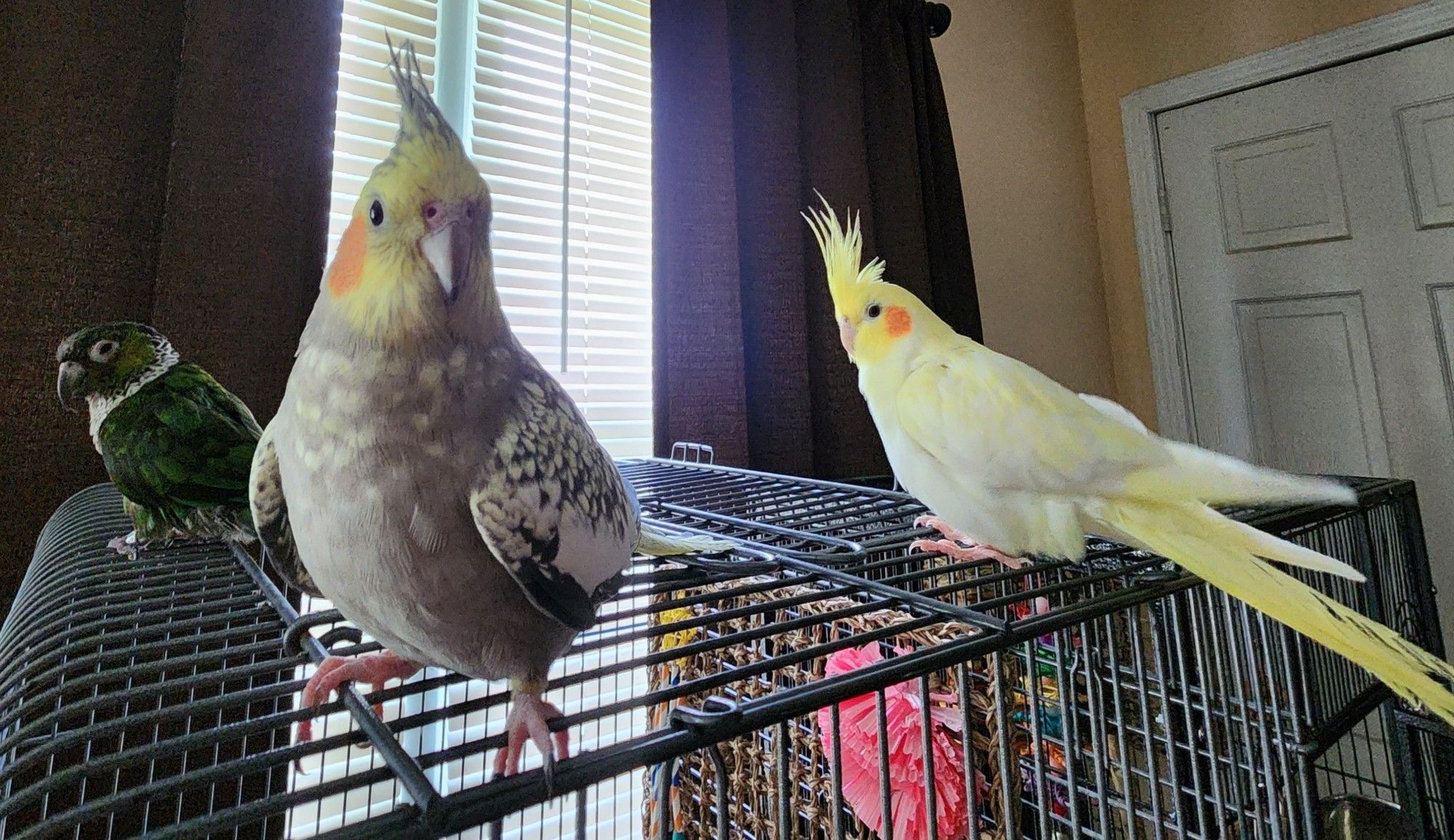 Birbs! (( Sir Eddie, Sugarbelle, and Jellybean))