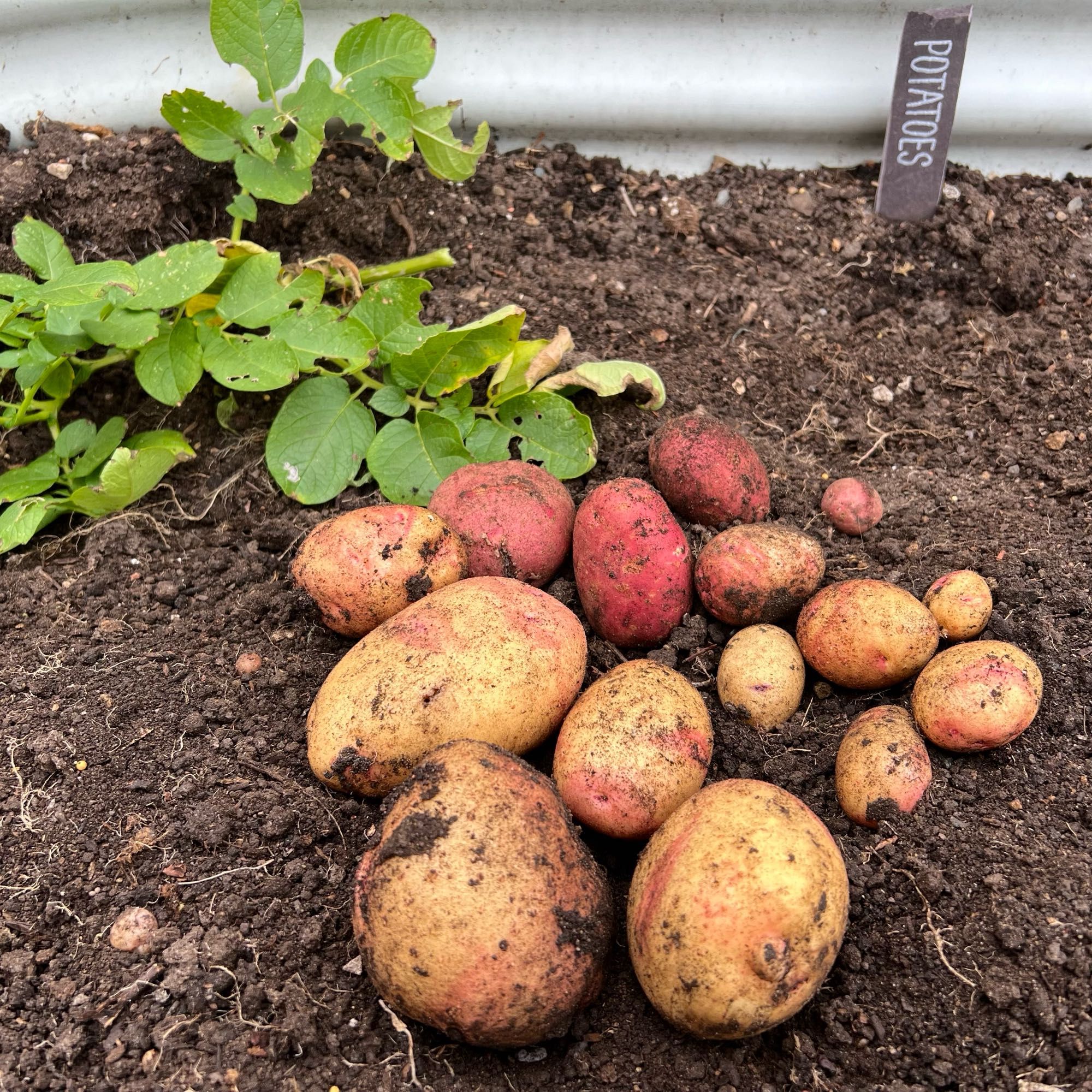 Some potatoes that have just been dug up lying on top of the soil.