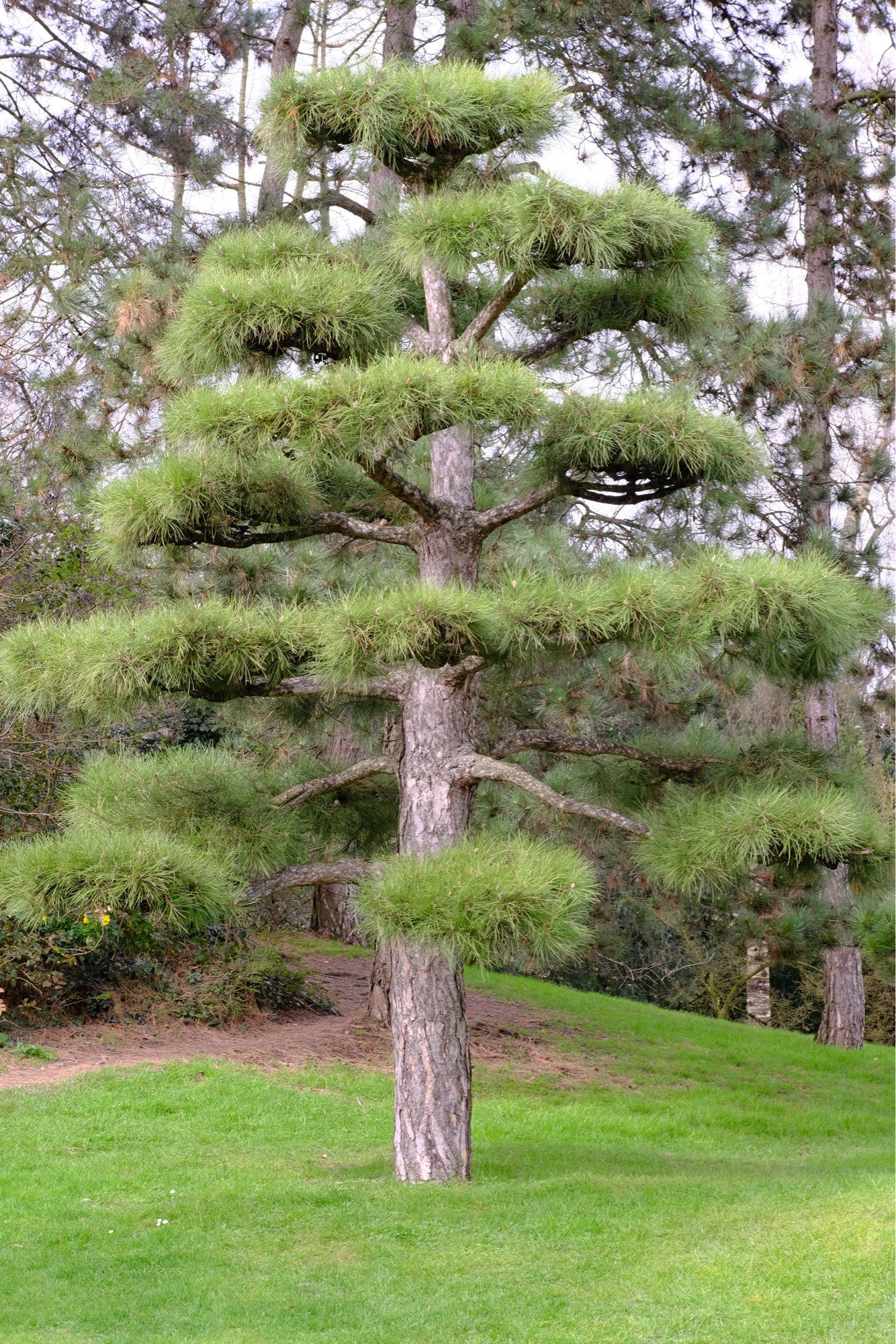 Japanese tree in the Japanese Garden in Düsseldorf.