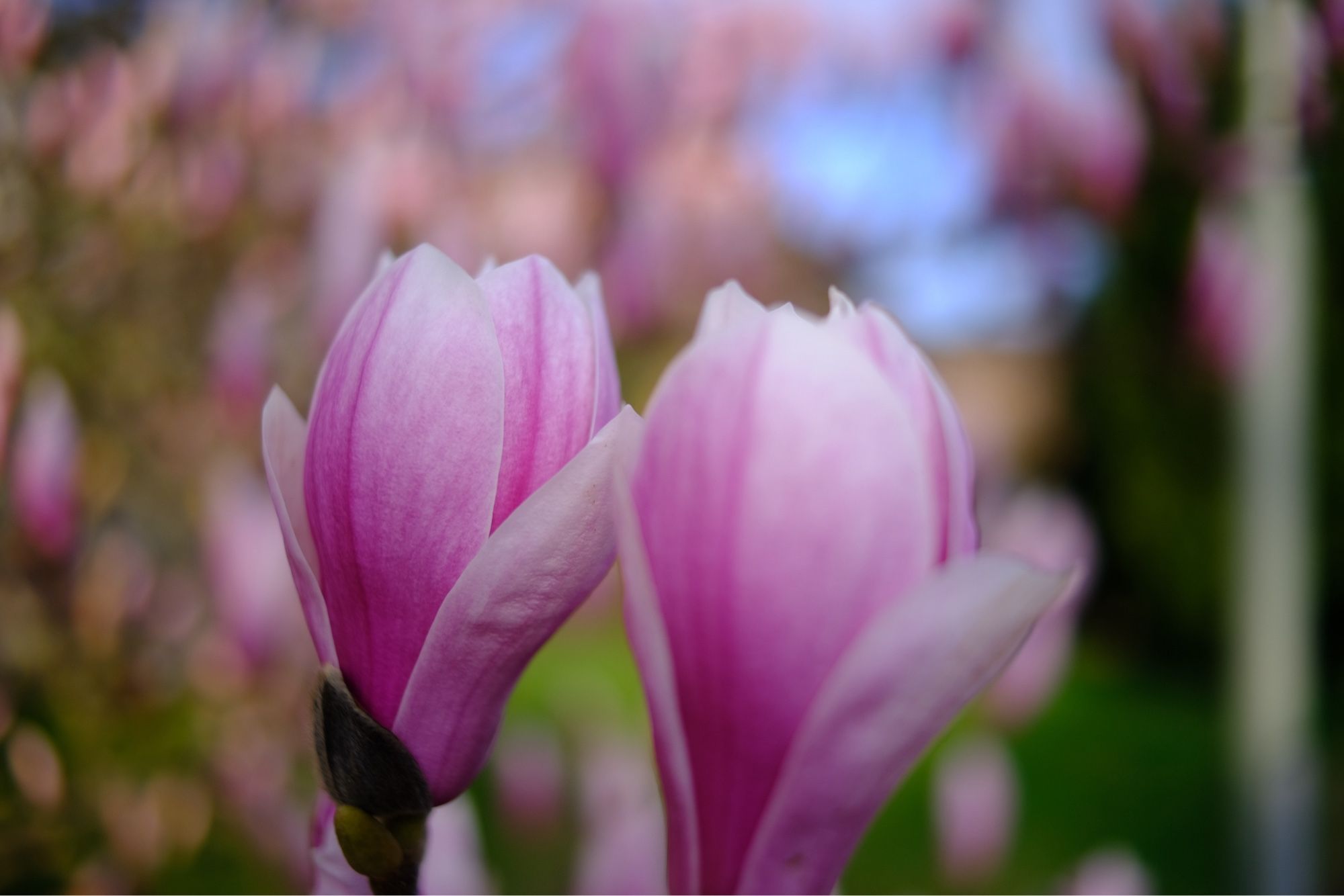 Magnolia close up. Background is blurry.