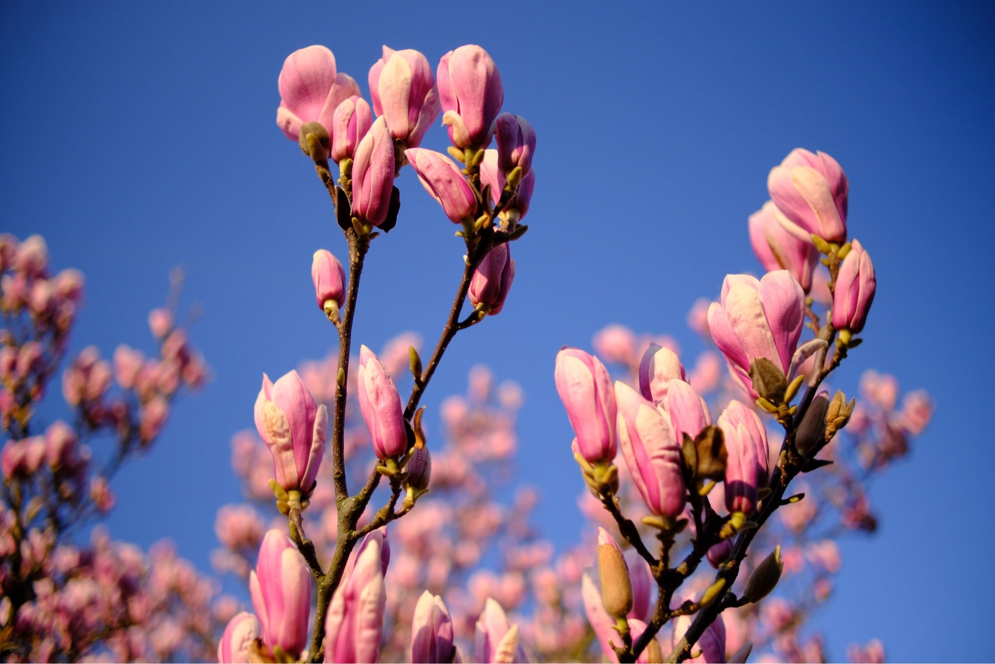 Magnolia lighted with smooth evening sun and dark blue sky.