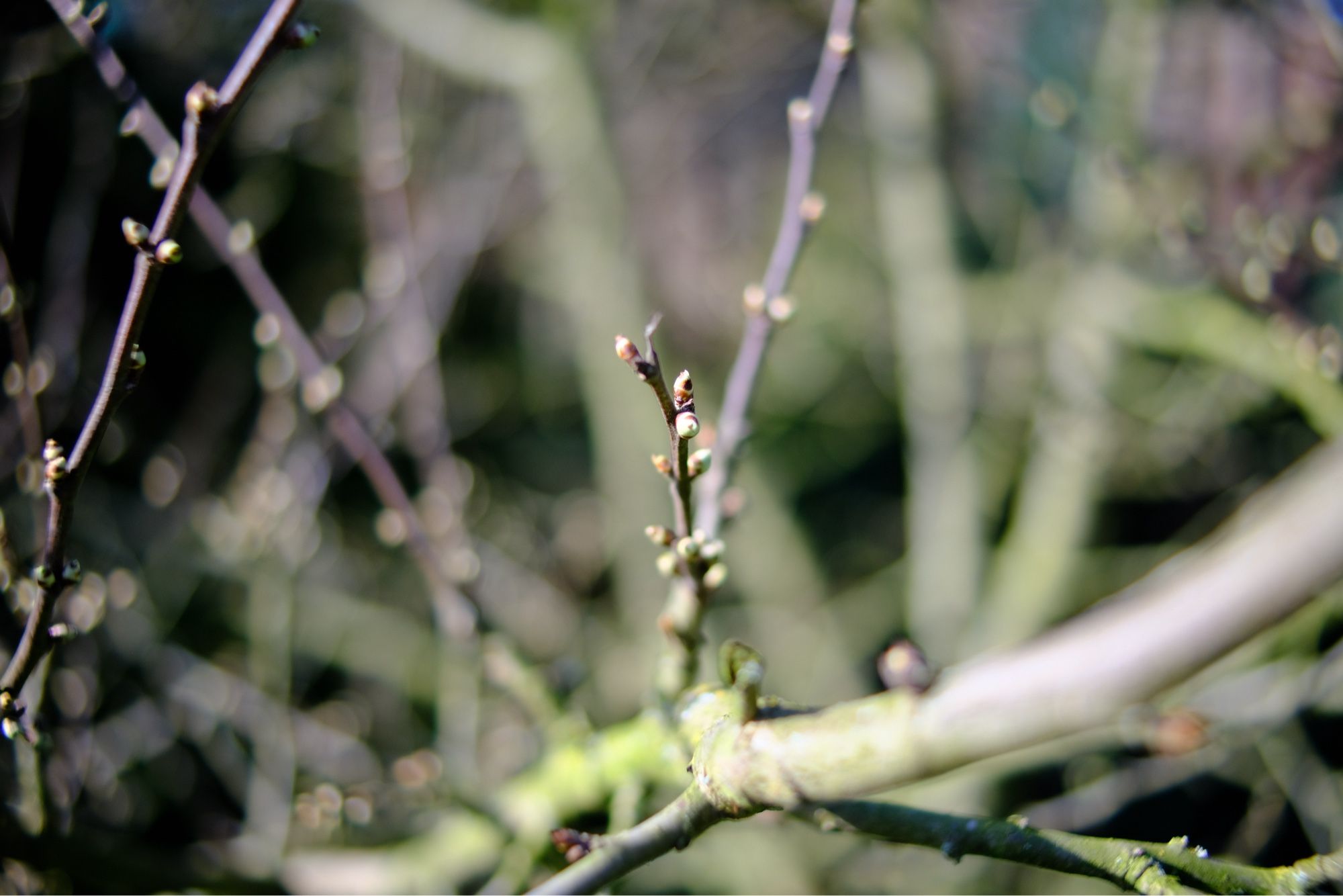 Spring blossom starts. Tree with some first new leaves.