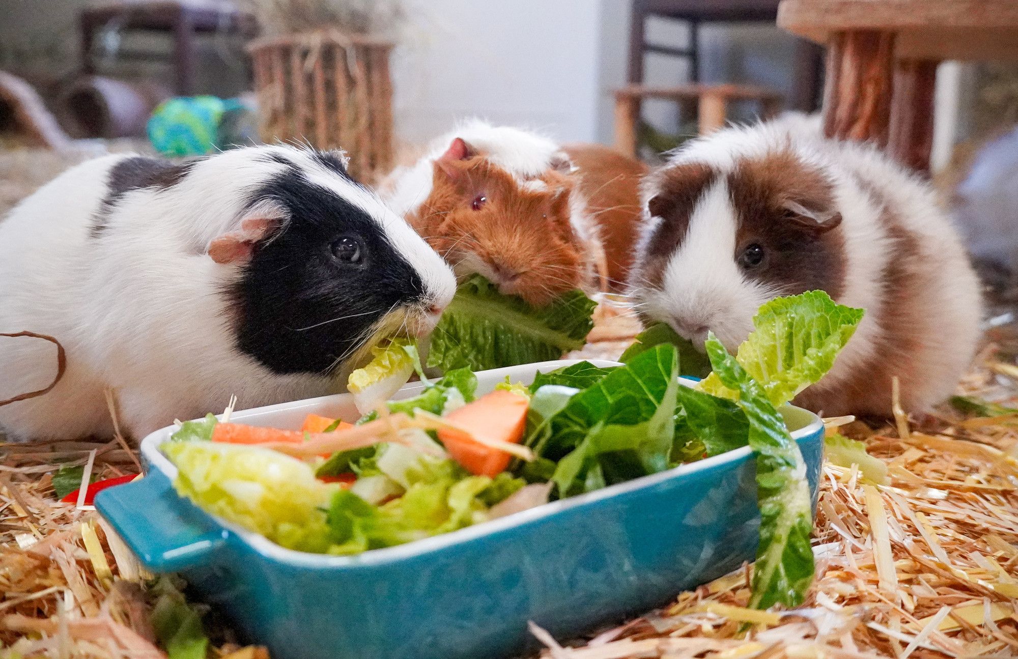 Die Meerschweinchen Ecki, Rosinchen, Kartöffelchen an einer Futterschale mit Salat und verschiedenem Gemüse