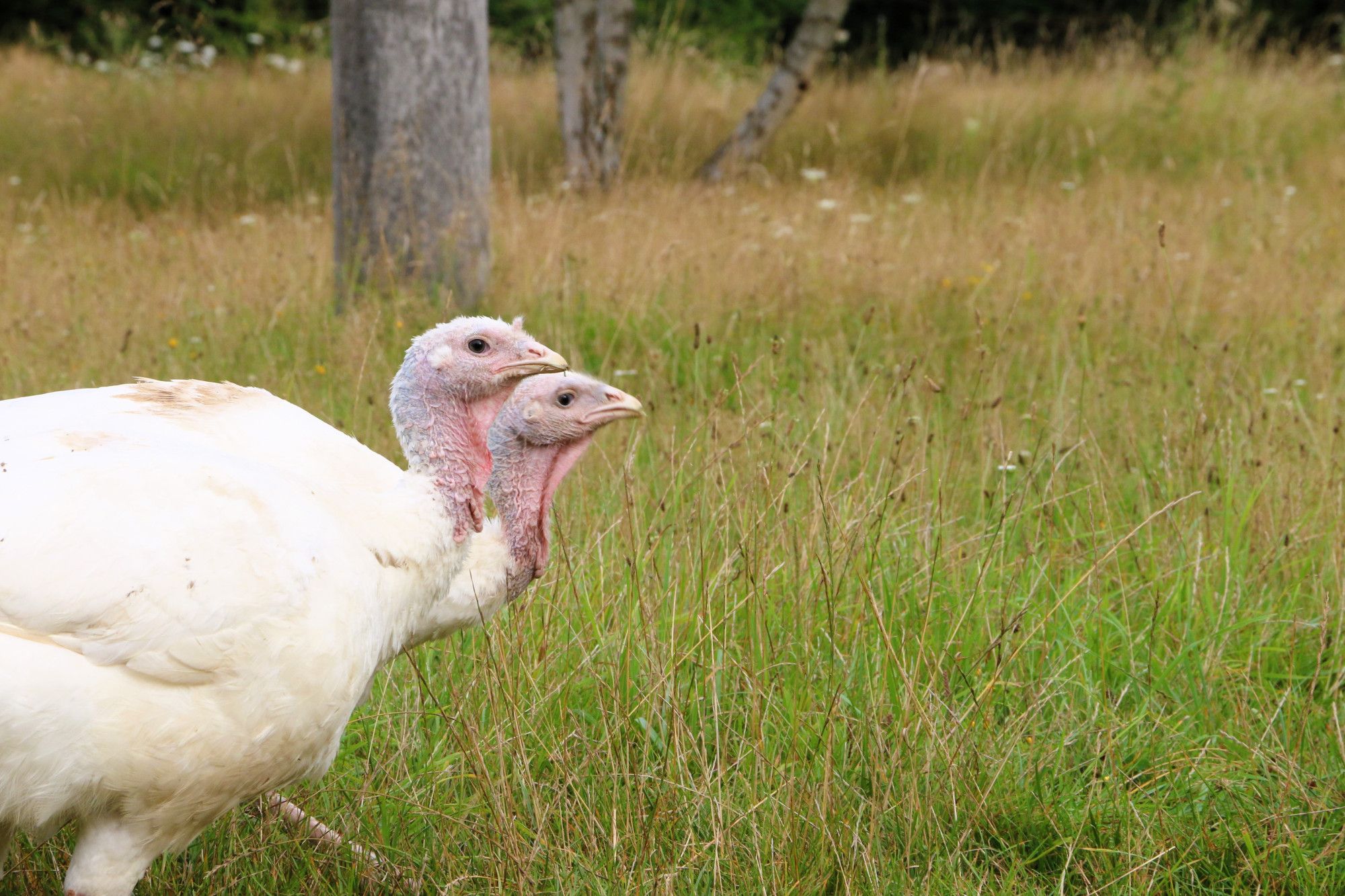 Die Puten Luna und Anouschka gehen nebeneinander durchs hohe Gras im Land der Tiere.