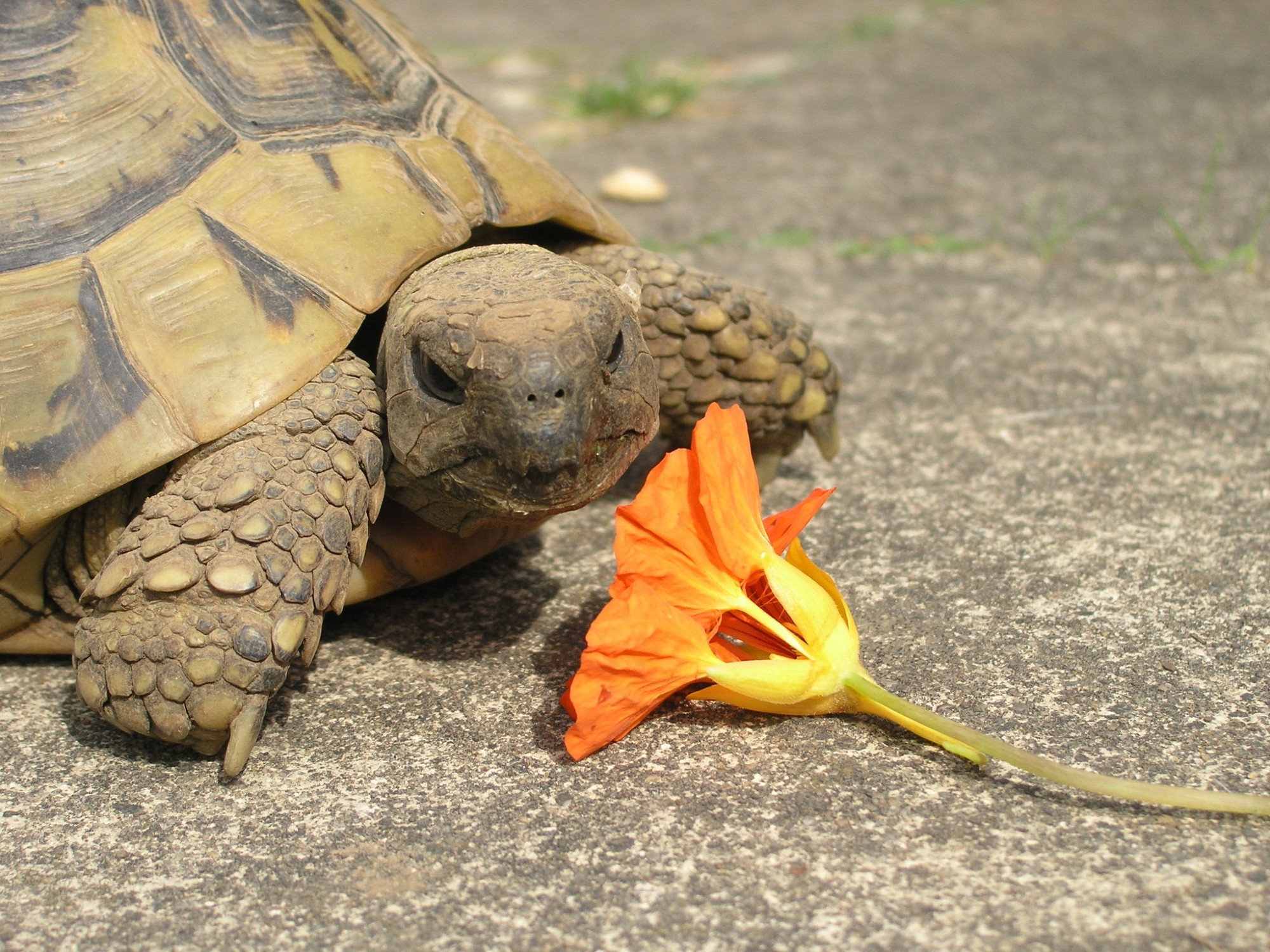 Schildkröte Oma Trampeltreu isst eine Blüte