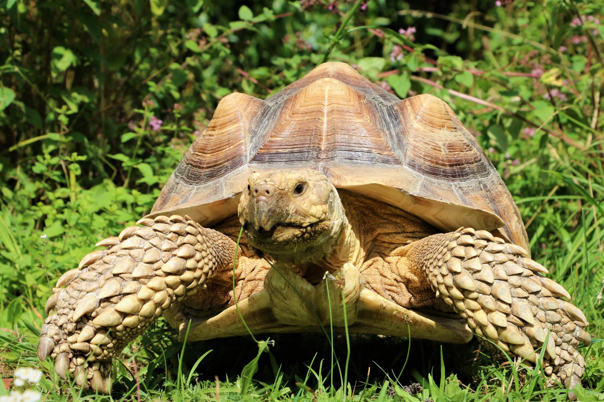 Spornschildkröte Sahel auf einer Wiese. Im Hintergrund sind Büsche und Sträucher zu sehen.