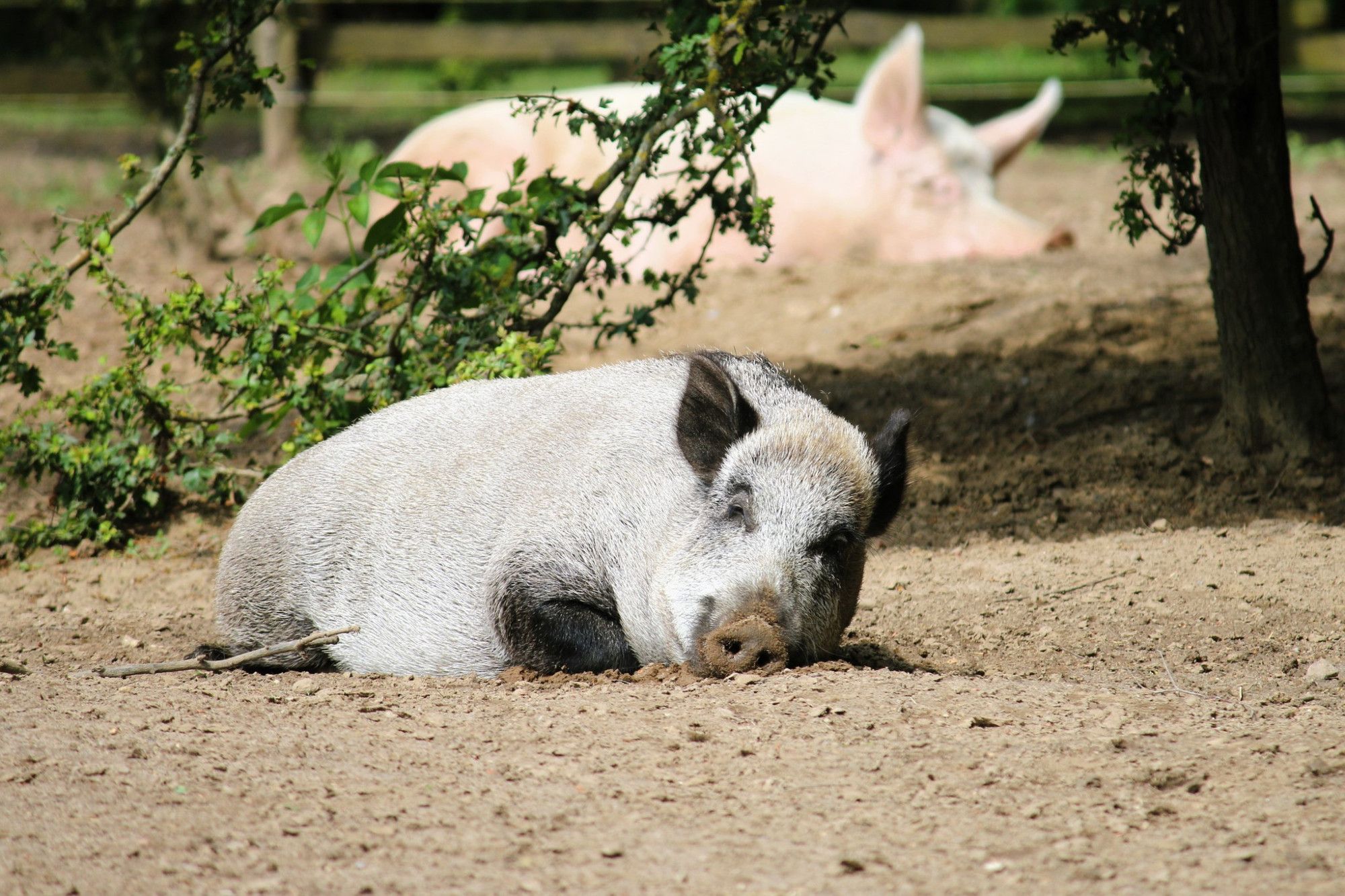 Wildschwein Resi liegt in einer Sandkuhle und schläft. Im Hintergrund ist ein weiteres Schwein und Bäume zu sehen.