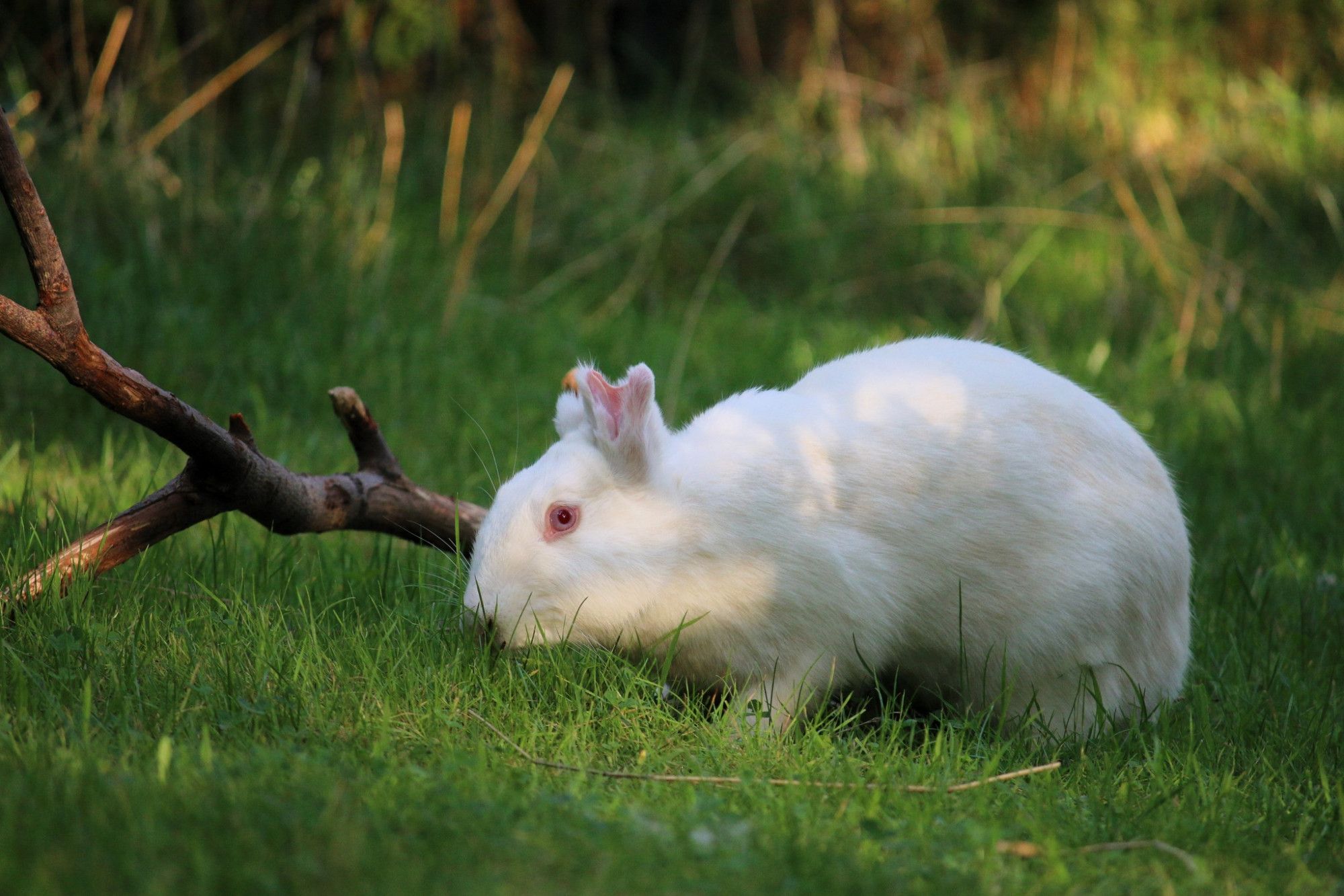 Ein weißes Kaninchen ohne Ohren, Einstein, im Gras