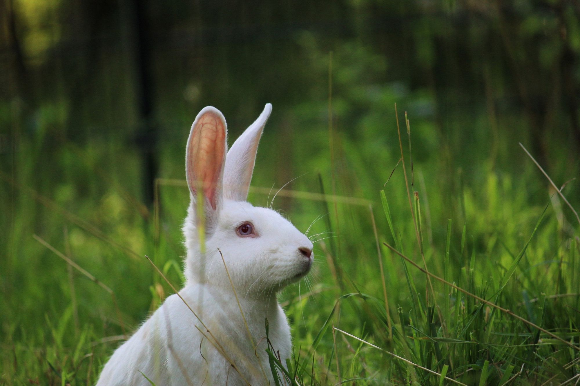 Ein weißes Kaninchen im hohen Gras