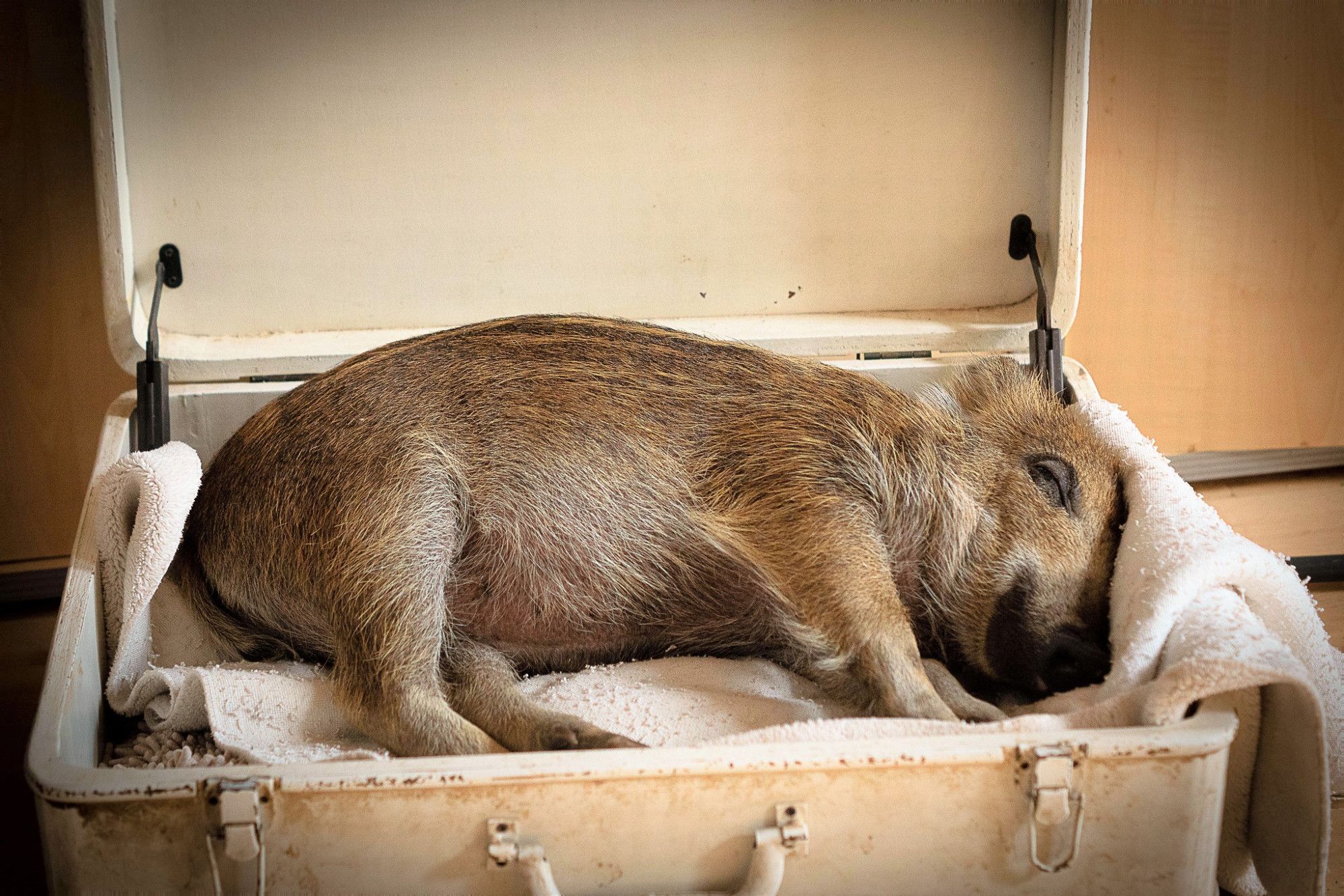 Wildschwein Resi liegt als junger Frischling in einem Koffer und schläft.