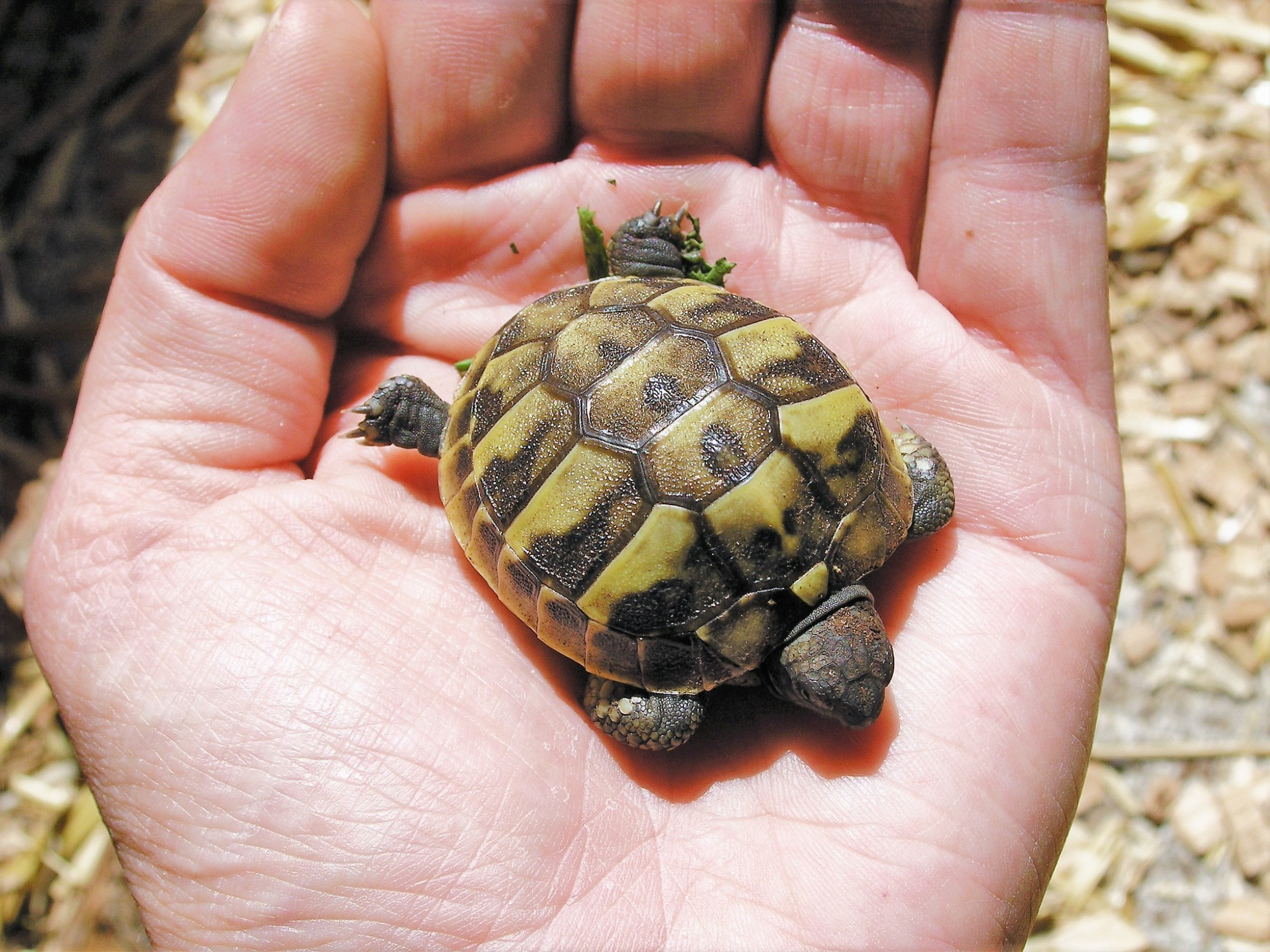 Schildkröte Das Baby auf einer menschlichen Handfläche