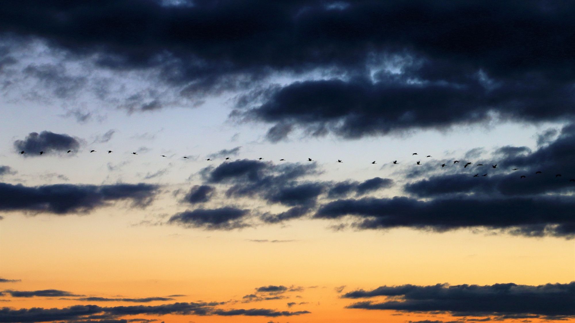 Ein Bild eines Himmels mit einem Farbverlauf von Dunkelblau nach Orange (von oben nach unten). In der Mitte fliegen Vögel horizontal durchs Bild.