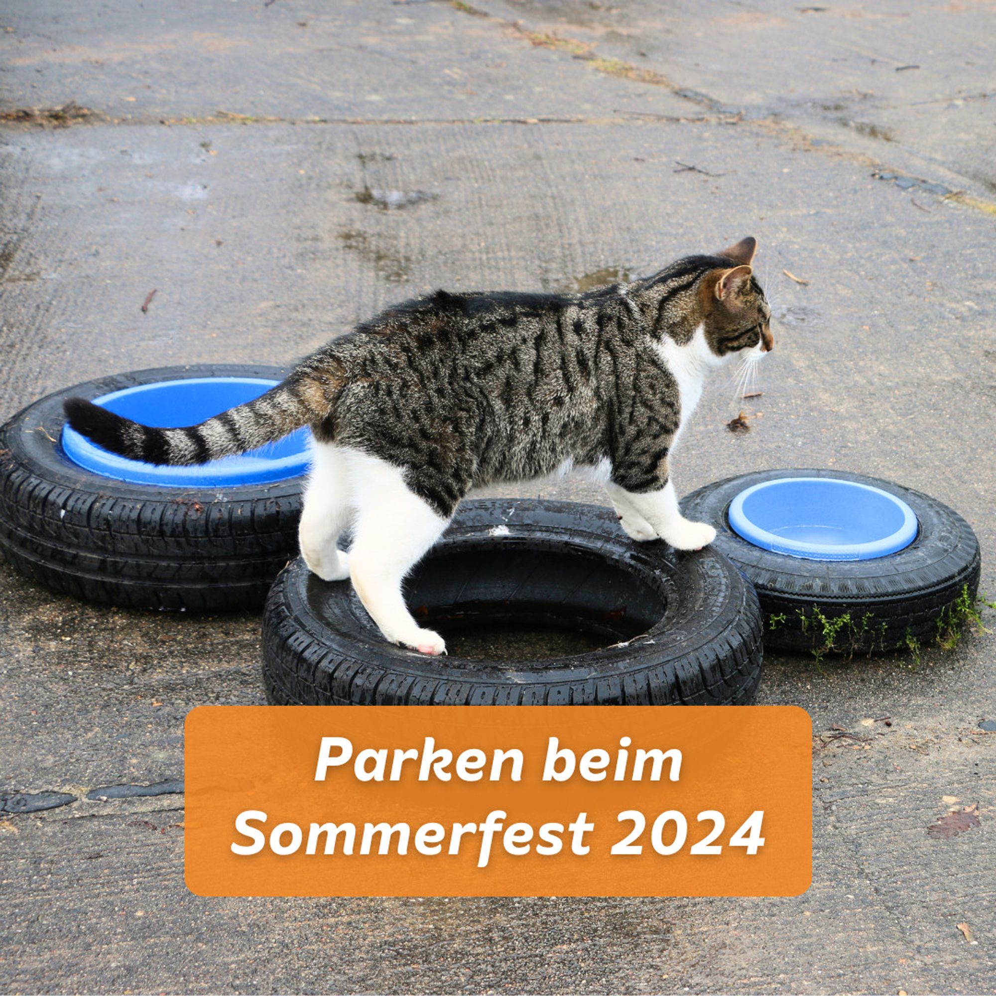 Kater Klaus steht auf auf dem Boden liegenden Gummireifen, die als Wassernapfhalter fungieren.