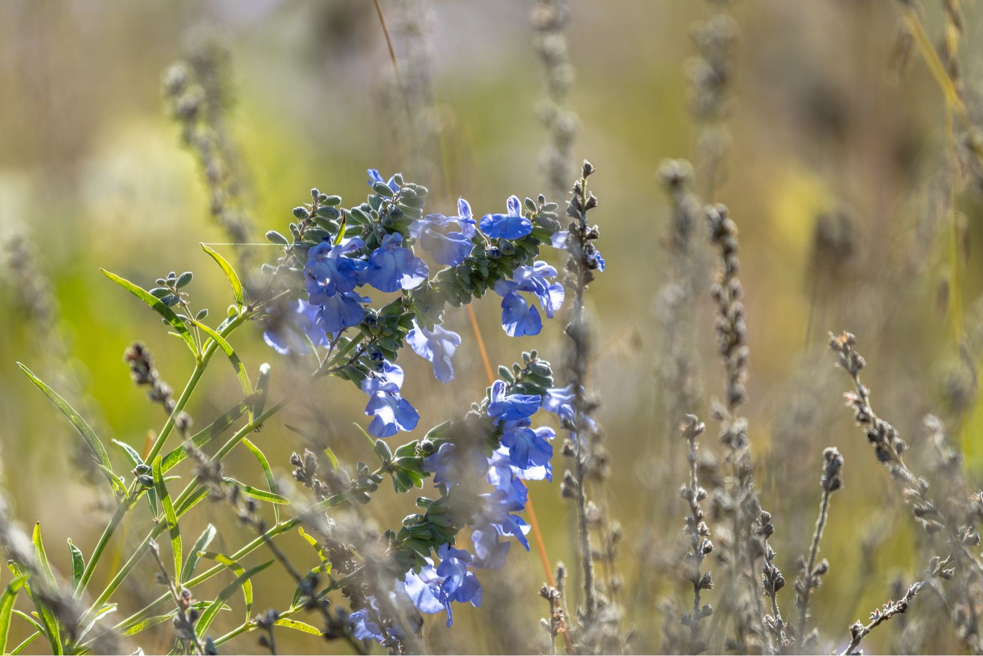 Noch blühender Prärie-Salbei und abgeblühte Gräser und Stauden stehen dicht zusammen auf einer Wiese in einem botanischen Garten.