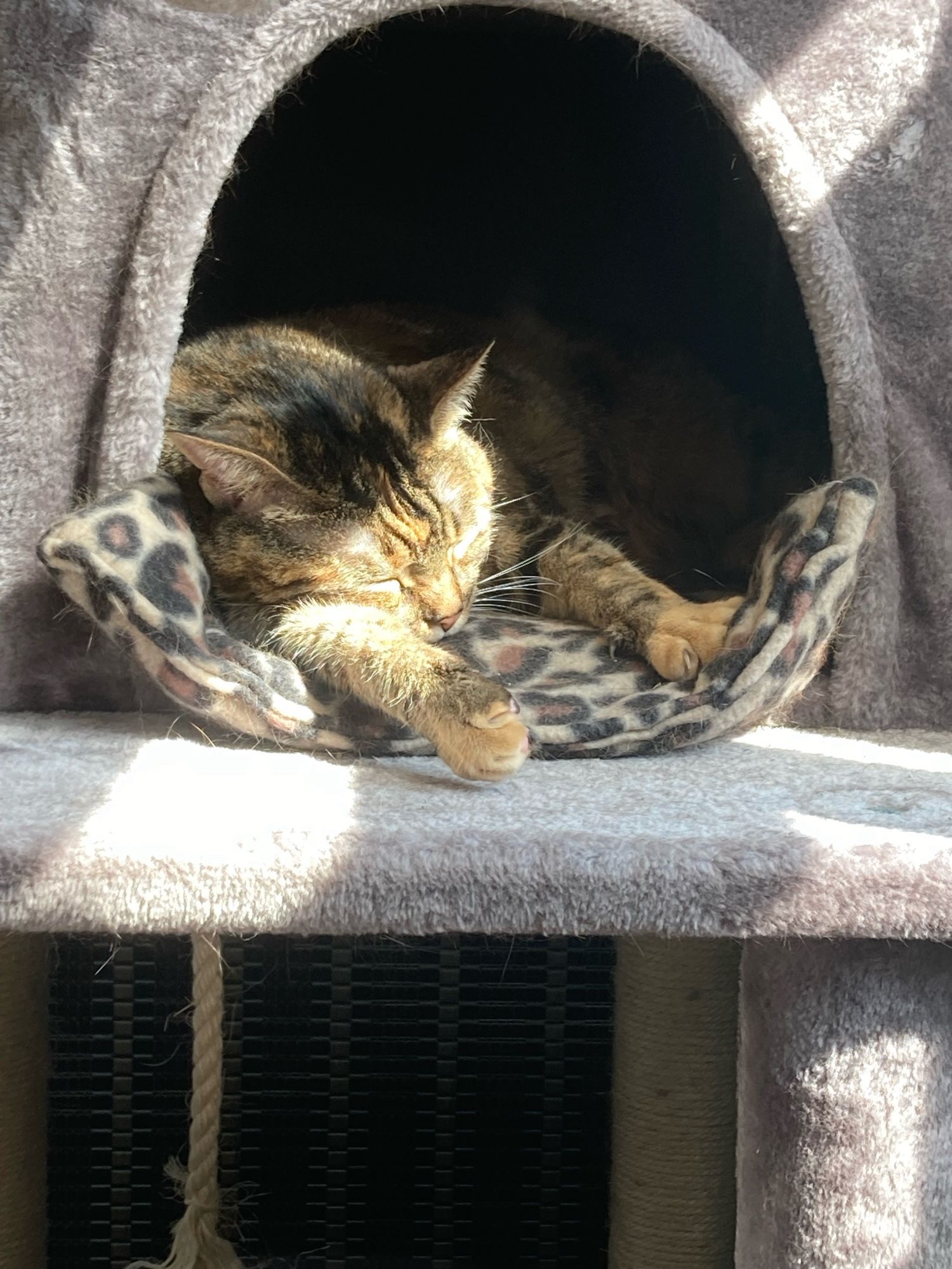 A cat sleeping in the sunlight.