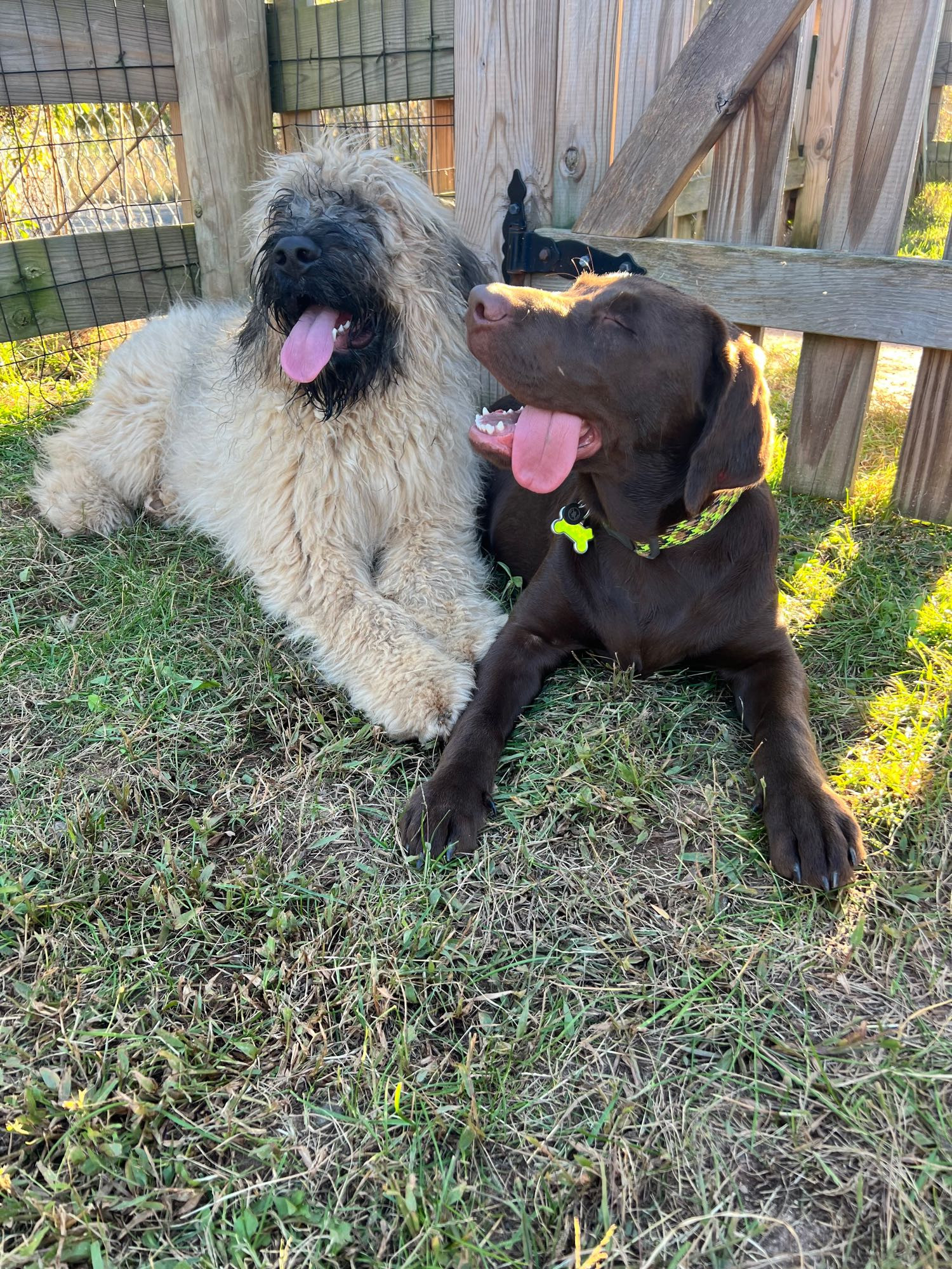 Fawn Bouvier des Flandres puppy and chocolate lab puppy 