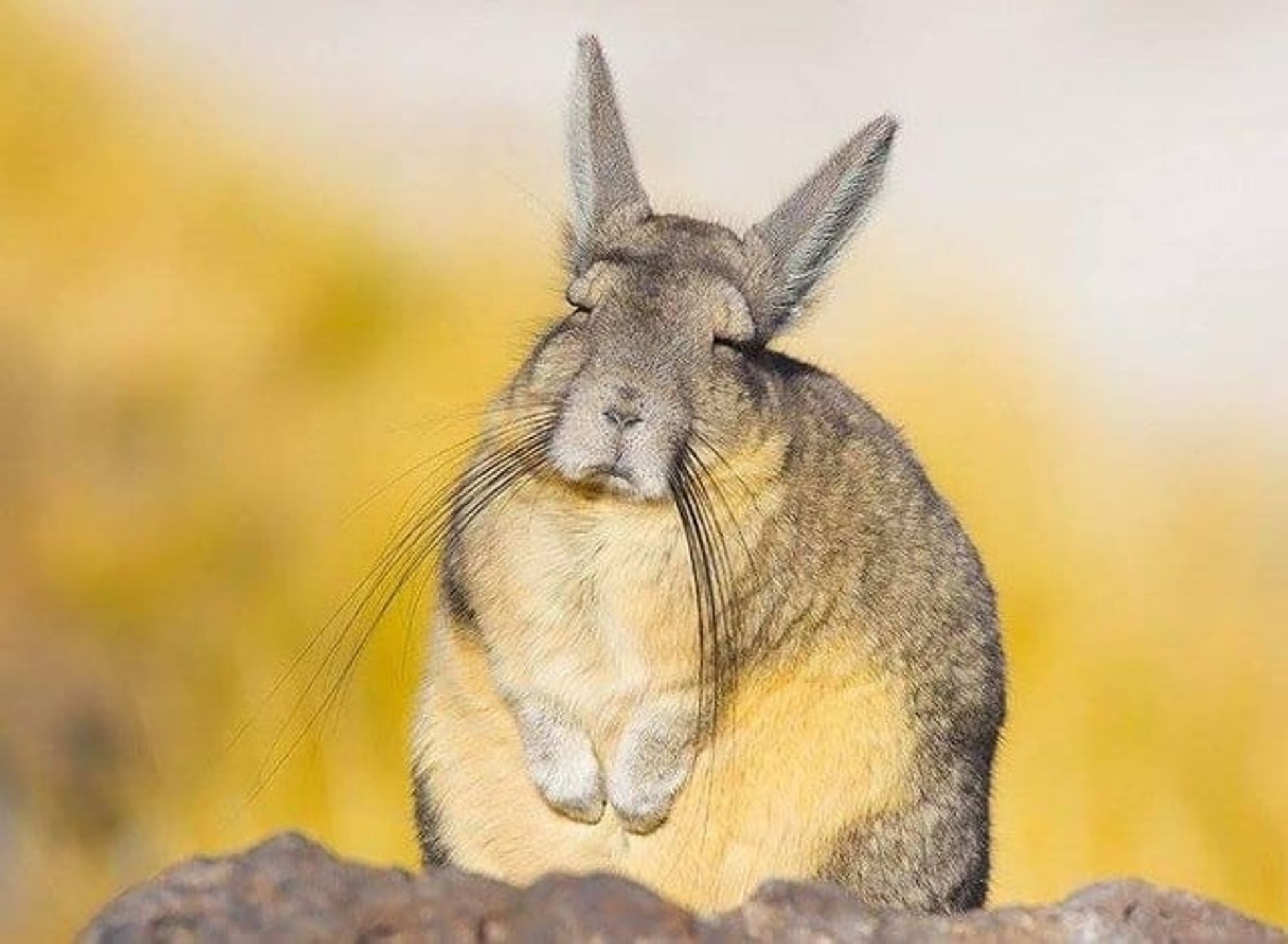 Sleepy viscacha!