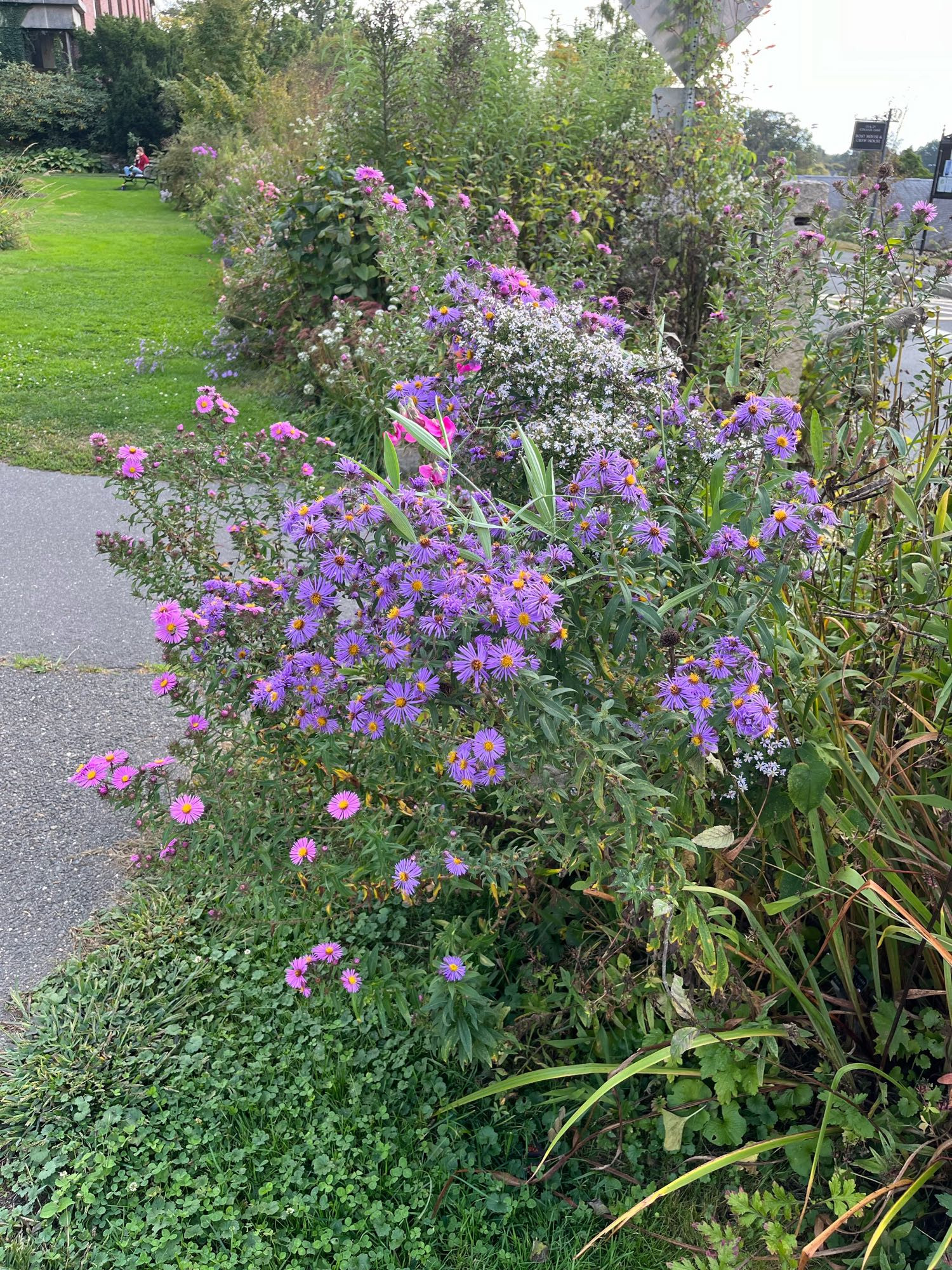 Purple daisies (I think??)