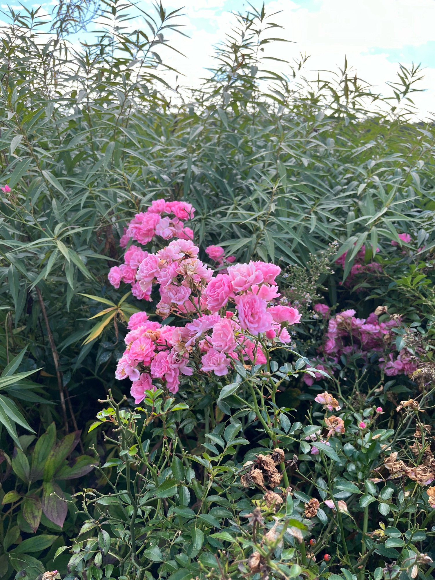 Small pink flowers (roses, I think)