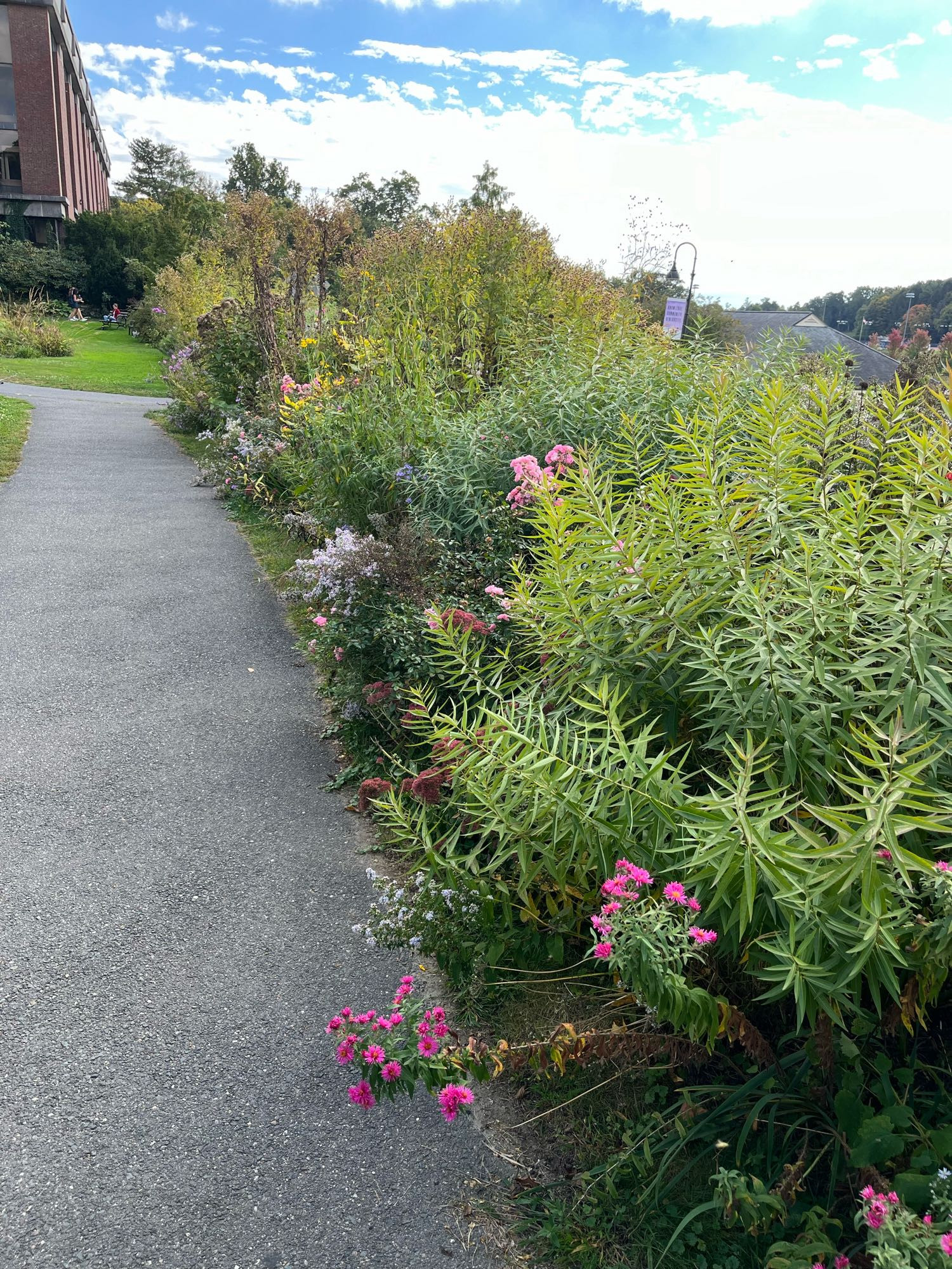 Hedge of green with flowers (pink, purple, lots of green).