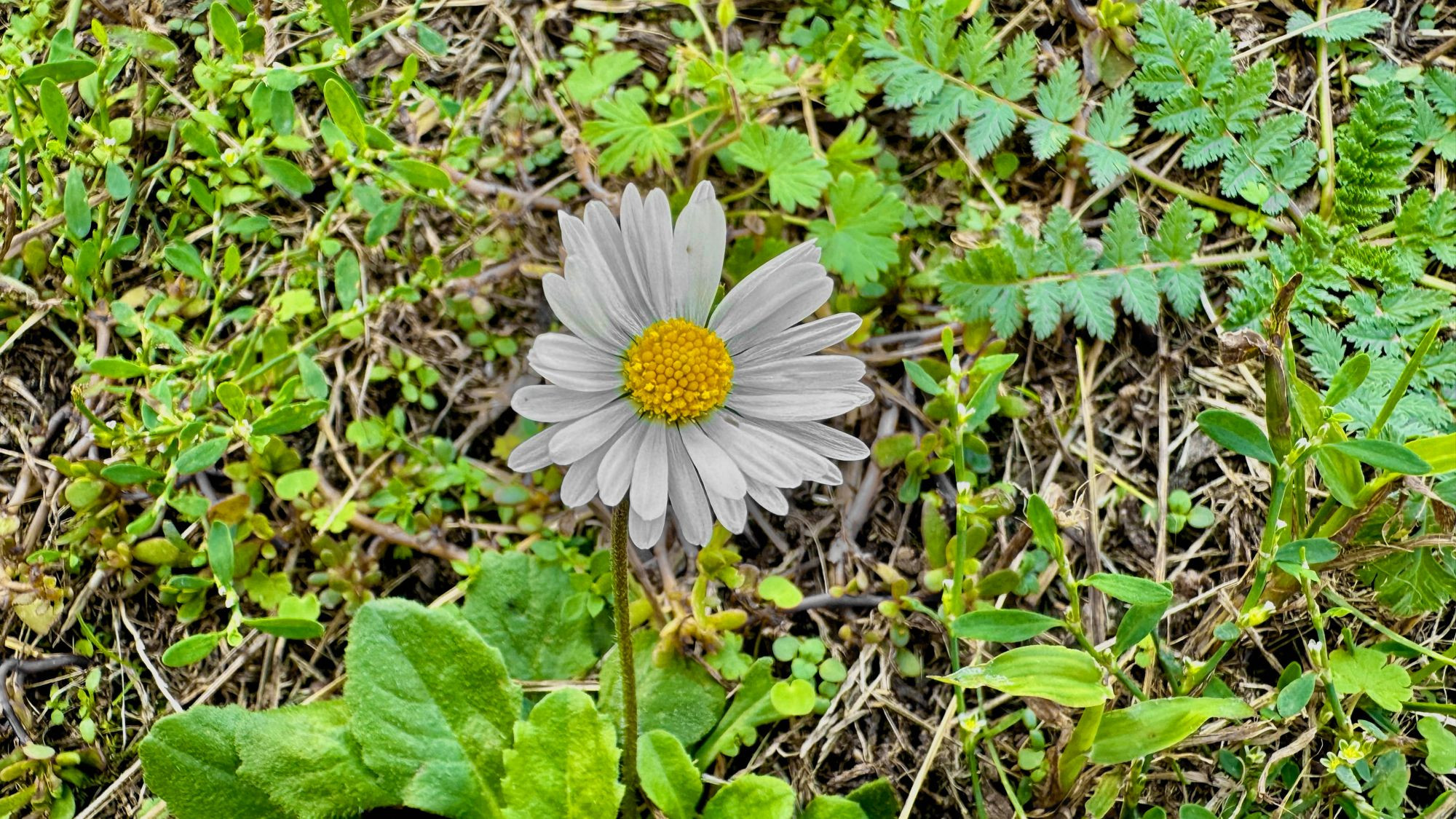 Makroaufnahme: Gänseblümchen in der Mitte des Bildes, drumherum grüner Bewuchs über der Erde 

Dieses Bild ist von mir lizenziert unter Creative Commons BY-NC-SA 4.0