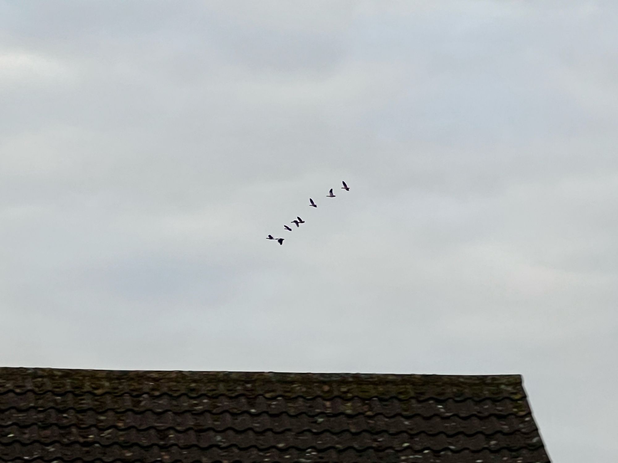 Egyptian Geese. Normally see them as singles, maybe up to 3, but 8 is the biggest flock over the garden, and the first since May.