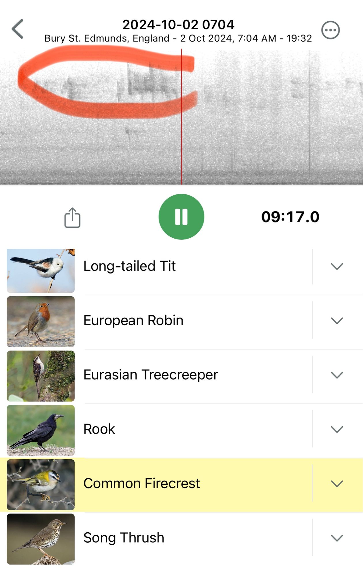 Firecrest, a first October record, called a few times from a passing Tit flock.