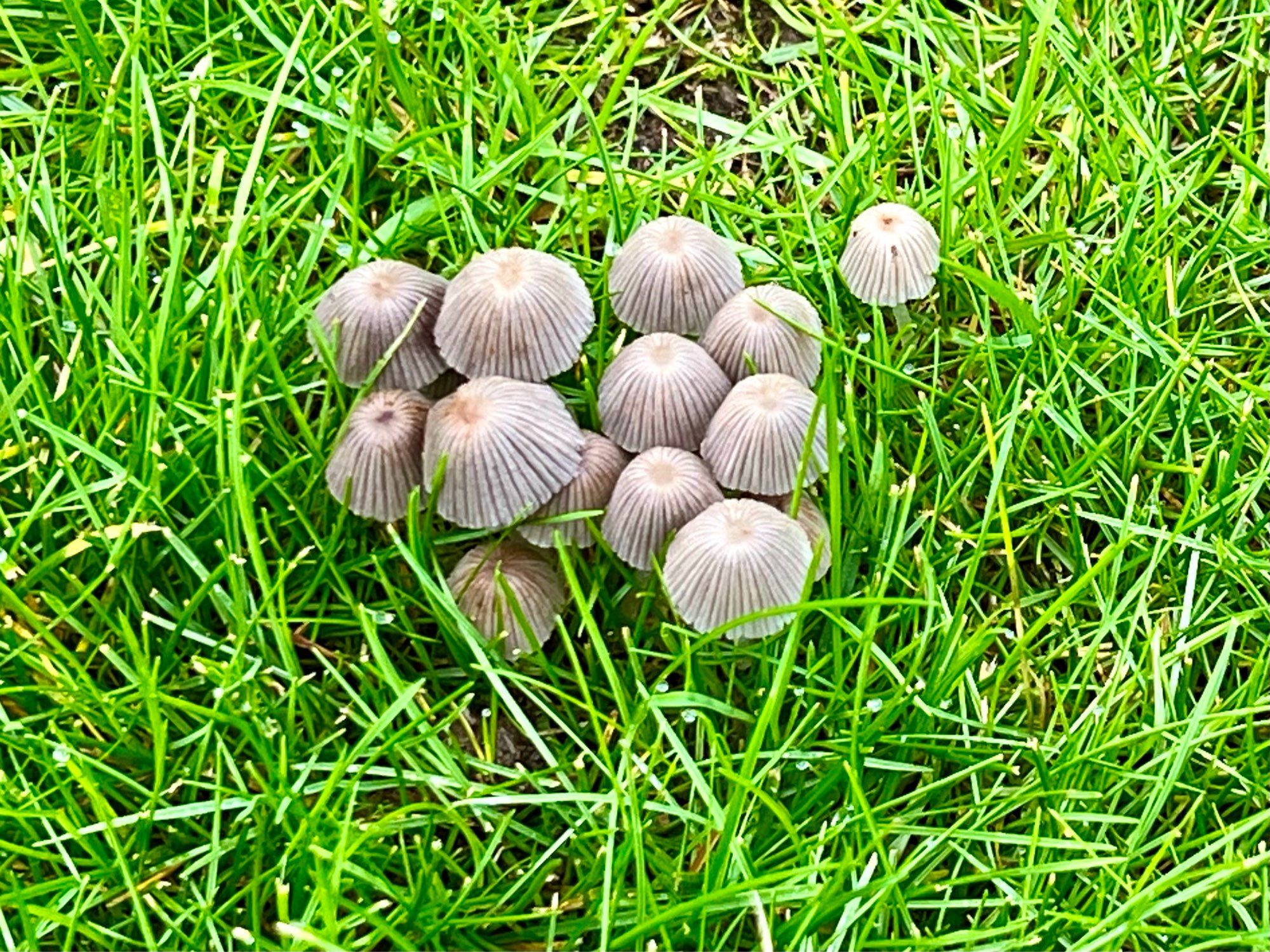 A carpet of Fairly Inkcaps popped up this morning.