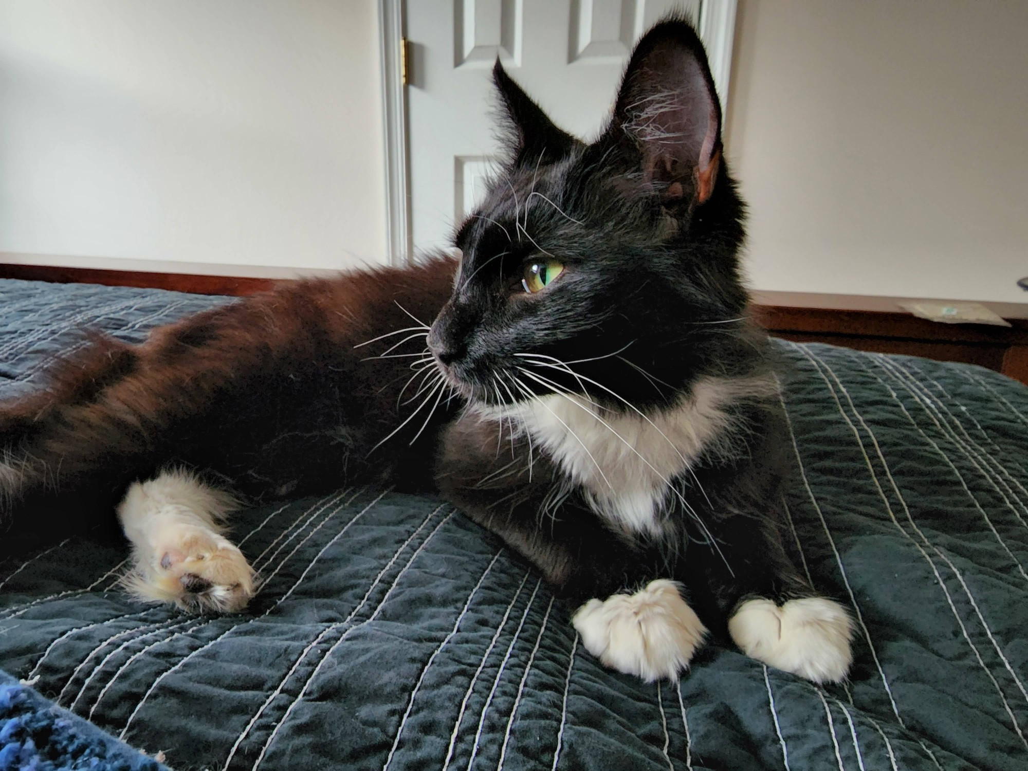 a scrawny black and white cat lying on a black and white blanket. 