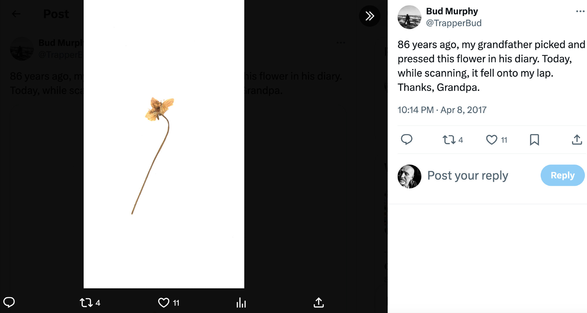 Scan of a pressed flower along with text in a Tweet from the @TrapperBud account in 2017 that says "86 years ago, my grandfather picked and pressed this flower in his diary. Today, while scanning, it fell onto my lap. Thanks, Grandpa."