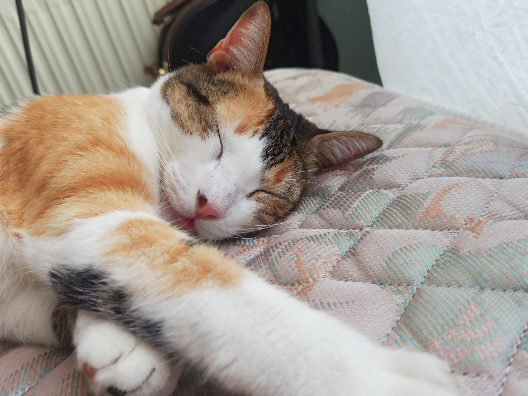 Calico cat sleeping with tongue out