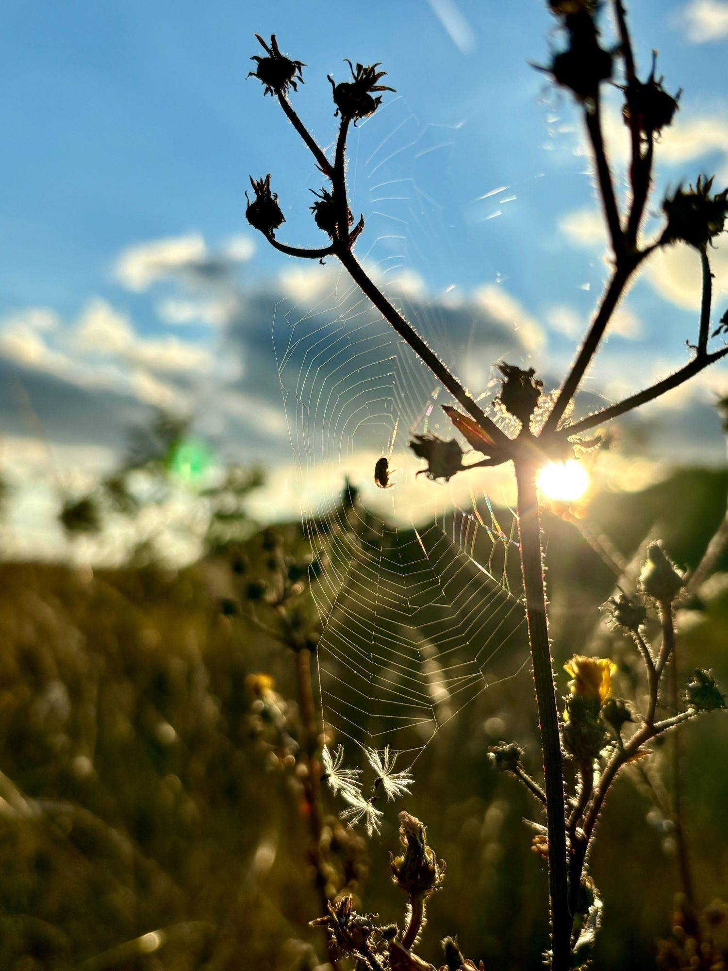 Eine wilde Wiese im Gegenlicht der warmen Abendsonne. An einer Blume hat eine kleine (Kreuz-?)Spinne ihr Netz installiert, das in dem Licht schön zu sehen ist. In der Mitte des Netzes sitzt die Spinne.