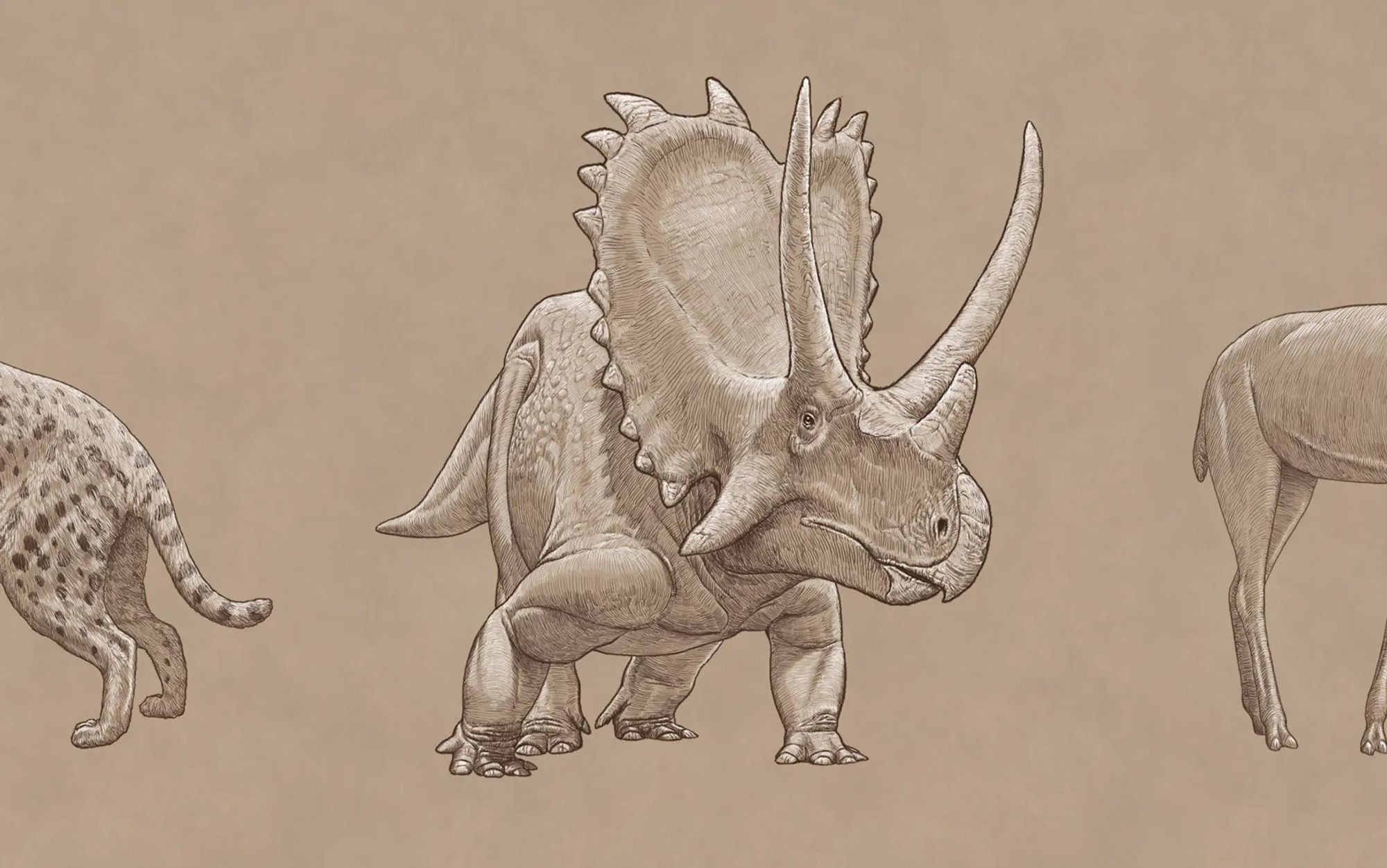 An Agujaceratops -- a Texas horned dinosaur with a tall frill and very tall horns -- done in a sketchbook style of white and black on tan-colored background