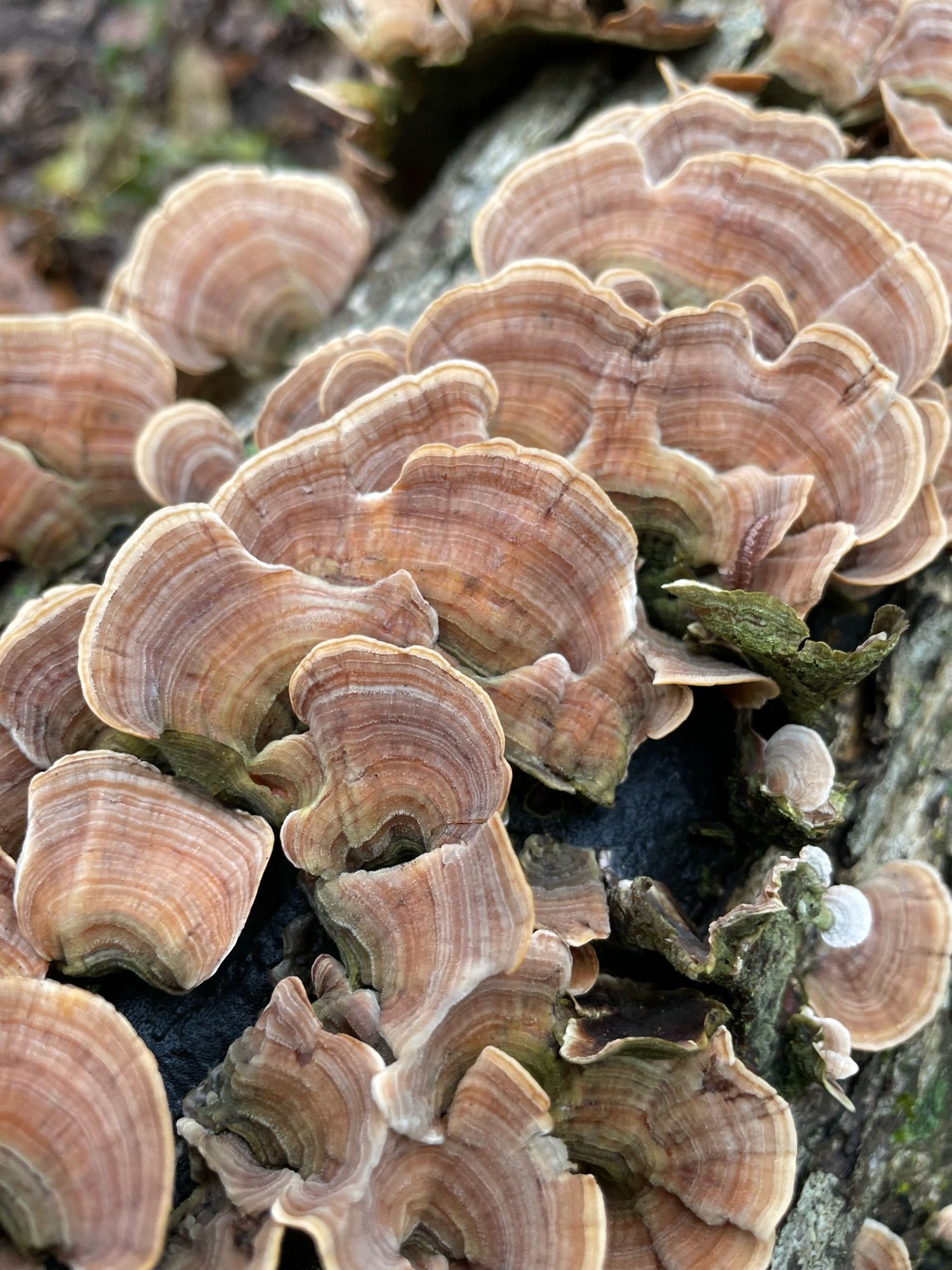 Layers of Stereum mushrooms grow like seashells on a decaying log speckled with moss lying on the forest floor