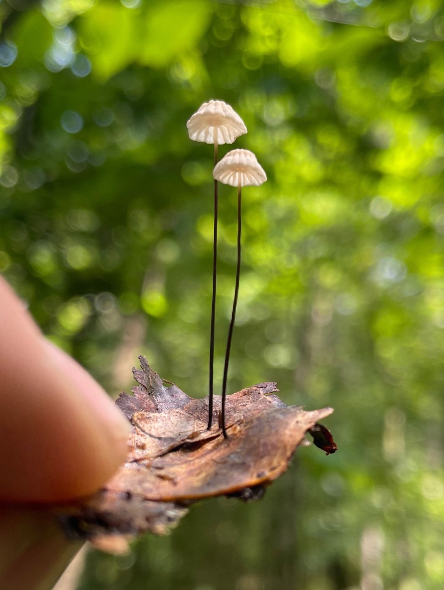 Two very tiny Mirasmius mushrooms growing on a leaf and held in the air between thumb and forefinger