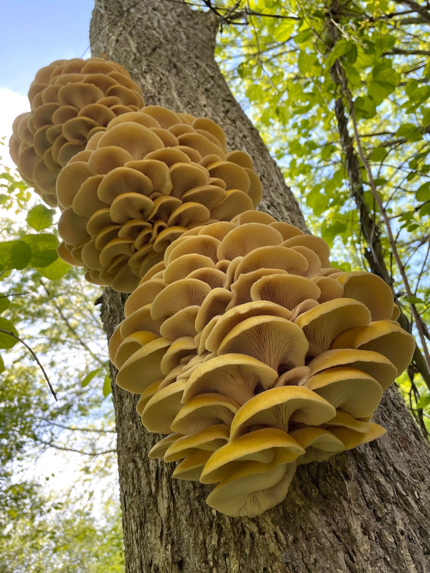 An upward shot of three gigantic cluster clusters of golden oyster mushroom growing on a dead elm tree are stacked one above the next growing toward a blue sky and sparse green canopy