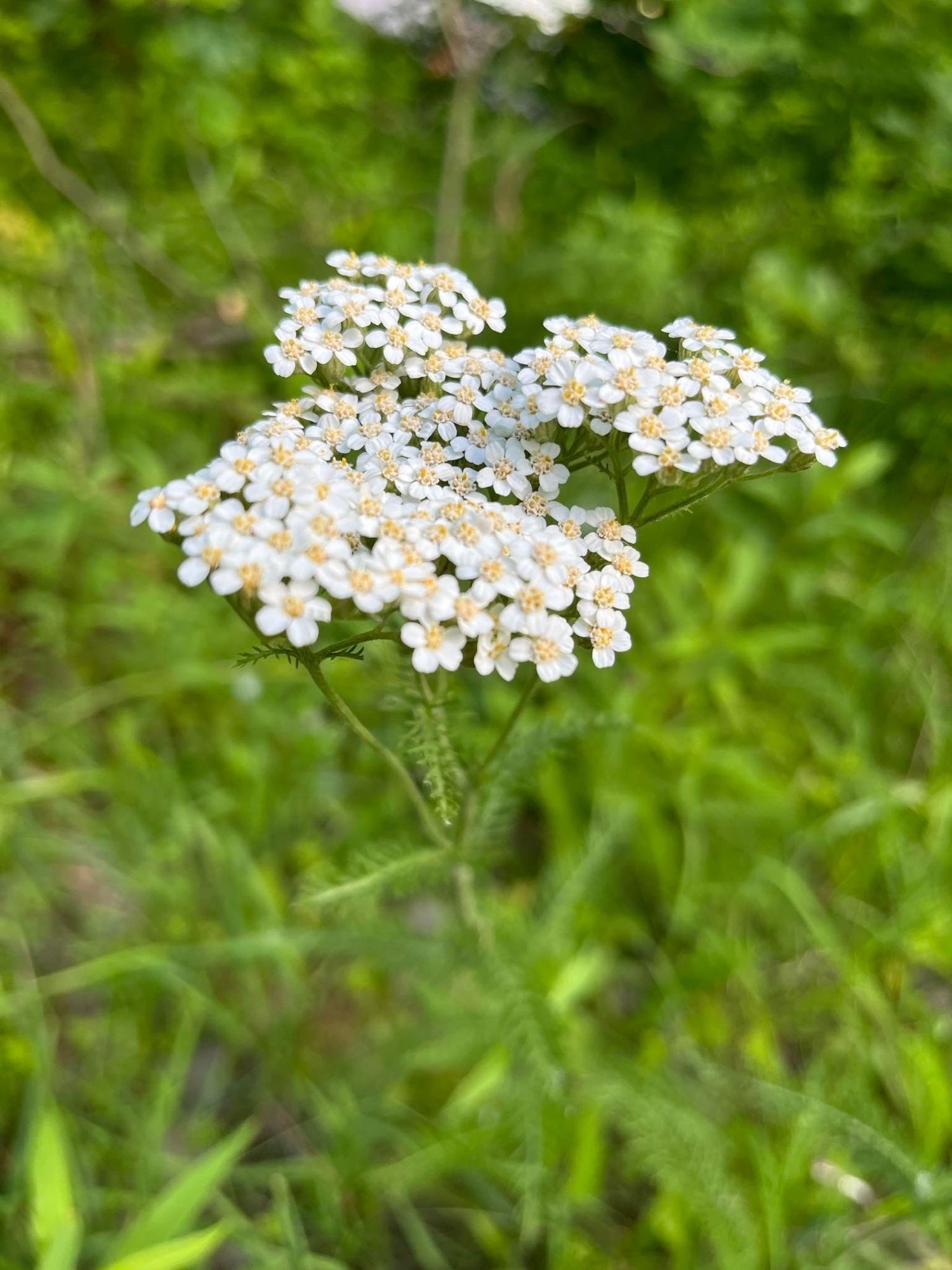 The white flowers of a wild yarrow plant growing in a prairie