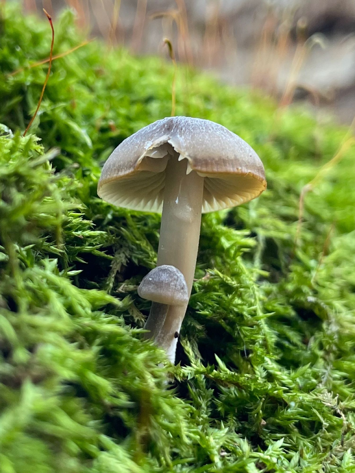 A gray mushroom and a little sidekick grow in dense moss on a dead log