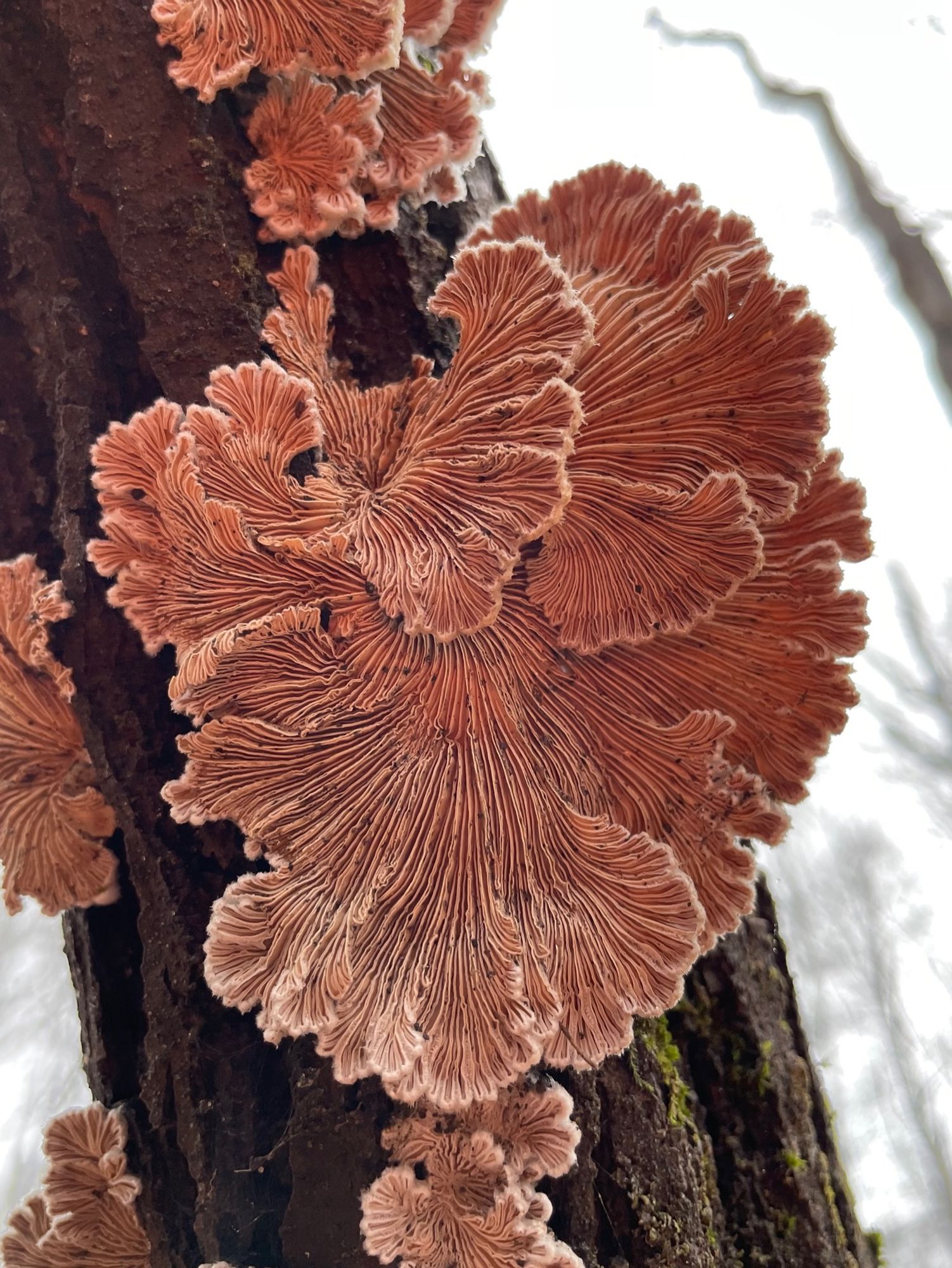 Several overlapping Split Gill mushrooms flow across each other like the aerial view of streams flowing down a river basin. Rosy light is reflected off the fallen leaves in the forest floor, and moss grows across the log that hosts them.