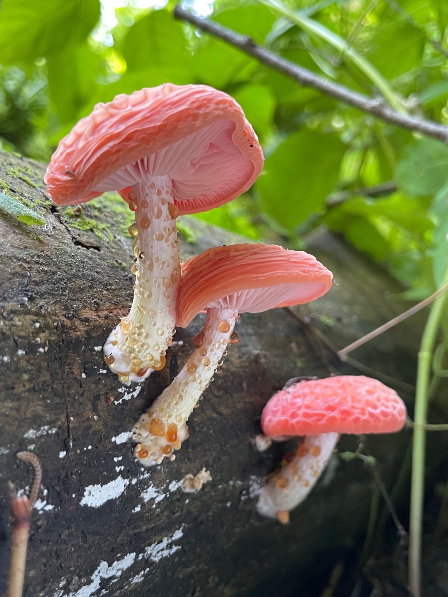 I think they are very nice. There are three mushrooms with wrinkled pink caps (Wrinkled Peach Mushrooms) growing on a moss and lichen dotted log, their white stems are spangled with amber droplets of liquid. Overhead and behind is dense green vegetation of Virginia creeper and cleavers in the forest understory. A millimeter scoots along in the foreground