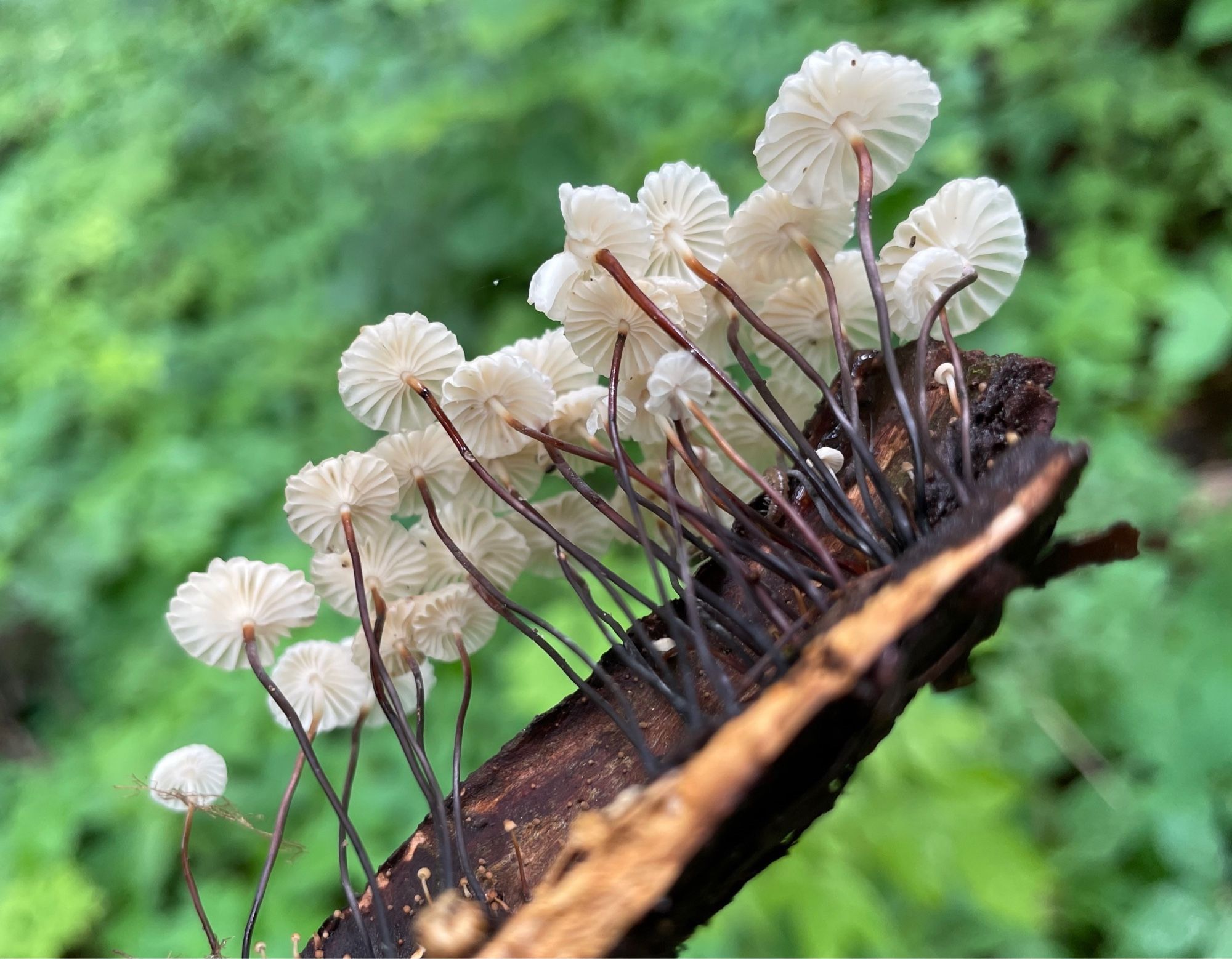 A piece of bark held in the air in front of a green forest background and packed with dozens of collared parachute mushrooms