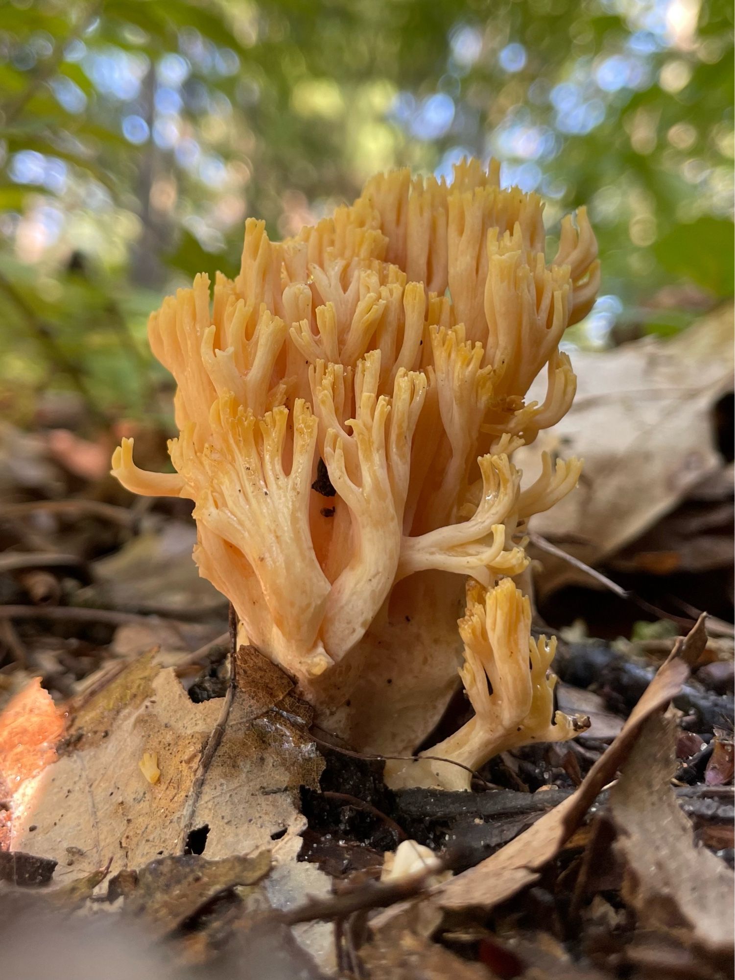 A golden coral mushroom rises out of dead oak leaves in a green forest