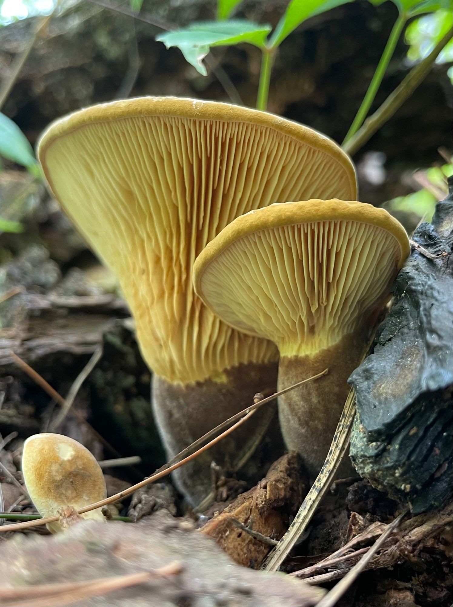 Two yellow mushrooms with brown suede like stems (Tapinella atrotomentosa?) growing from dead pine needles in a rectory burnt forest