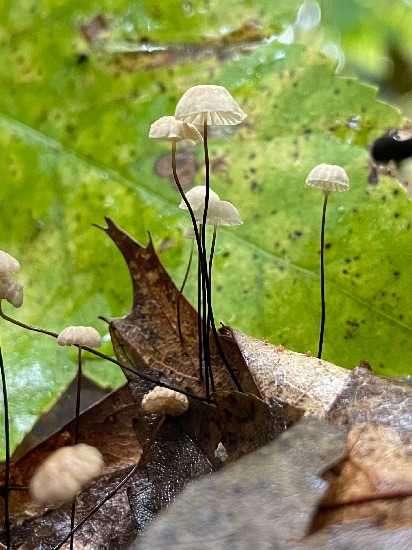 Tiny collared parachute mushrooms float atop black spindle stalks rising from the forest floor in front of a fallen maple leaf 